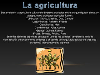 Desarrollaron la agricultura cultivando diversos productos entre los que figuran el maíz y
la papa, otros productos agrícolas fueron:
Tubérculos: Olluco, Mashua, Oca, Camote
Leguminosas: Pallares, Frijoles
Oleaginosas: Maní
Condimentos: Ajíes,Achote
Granos: Quinua, Kañiwa
Frutas: Tomate, Pepino, Palta
Entre las técnicas agrícolas destaca el uso de los canales; también se inició la
construcción de los primeros andenes y el uso de la chaquitaclla (arado de pie), que
acrecentó la productividad agrícola.
 