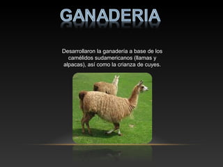 Desarrollaron la ganadería a base de los
camélidos sudamericanos (llamas y
alpacas), así como la crianza de cuyes.
 