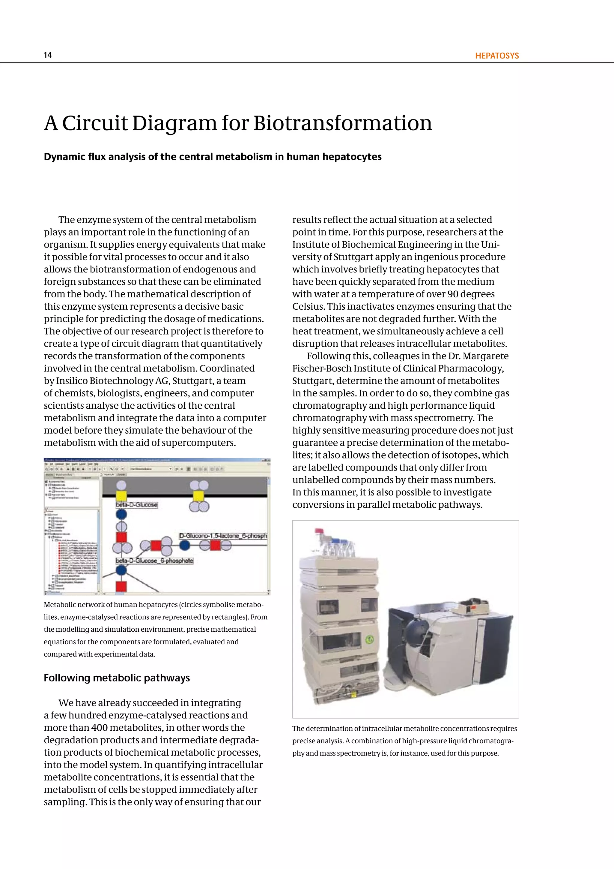 14                                                                                                                                 hePatoSyS




A Circuit Diagram for Biotransformation
Dynamic flux analysis of the central metabolism in human hepatocytes




    The enzyme system of the central metabolism                          results reflect the actual situation at a selected
plays an important role in the functioning of an                         point in time. For this purpose, researchers at the
organism. It supplies energy equivalents that make                       Institute of Biochemical Engineering in the Uni-
it possible for vital processes to occur and it also                     versity of Stuttgart apply an ingenious procedure
allows the biotransformation of endogenous and                           which involves briefly treating hepatocytes that
foreign substances so that these can be eliminated                       have been quickly separated from the medium
from the body. The mathematical description of                           with water at a temperature of over 90 degrees
this enzyme system represents a decisive basic                           Celsius. This inactivates enzymes ensuring that the
principle for predicting the dosage of medications.                      metabolites are not degraded further. With the
The objective of our research project is therefore to                    heat treatment, we simultaneously achieve a cell
create a type of circuit diagram that quantitatively                     disruption that releases intracellular metabolites.
records the transformation of the components                                 Following this, colleagues in the Dr. Margarete
involved in the central metabolism. Coordinated                          Fischer-Bosch Institute of Clinical Pharmacology,
by Insilico Biotechnology AG, Stuttgart, a team                          Stuttgart, determine the amount of metabolites
of chemists, biologists, engineers, and computer                         in the samples. In order to do so, they combine gas
scientists analyse the activities of the central                         chromatography and high performance liquid
metabolism and integrate the data into a computer                        chromatography with mass spectrometry. The
model before they simulate the behaviour of the                          highly sensitive measuring procedure does not just
metabolism with the aid of supercomputers.                               guarantee a precise determination of the metabo-
                                                                         lites; it also allows the detection of isotopes, which
                                                                         are labelled compounds that only differ from
                                                                         unlabelled compounds by their mass numbers.
                                                                         In this manner, it is also possible to investigate
                                                                         conversions in parallel metabolic pathways.




Metabolic network of human hepatocytes (circles symbolise metabo-
lites, enzyme-catalysed reactions are represented by rectangles). From
the modelling and simulation environment, precise mathematical
equations for the components are formulated, evaluated and
compared with experimental data.


Following metabolic pathways

    We have already succeeded in integrating
a few hundred enzyme-catalysed reactions and
more than 400 metabolites, in other words the                            The determination of intracellular metabolite concentrations requires
degradation products and intermediate degrada-                           precise analysis. A combination of high-pressure liquid chromatogra-
tion products of biochemical metabolic processes,                        phy and mass spectrometry is, for instance, used for this purpose.
into the model system. In quantifying intracellular
metabolite concentrations, it is essential that the
metabolism of cells be stopped immediately after
sampling. This is the only way of ensuring that our
 
