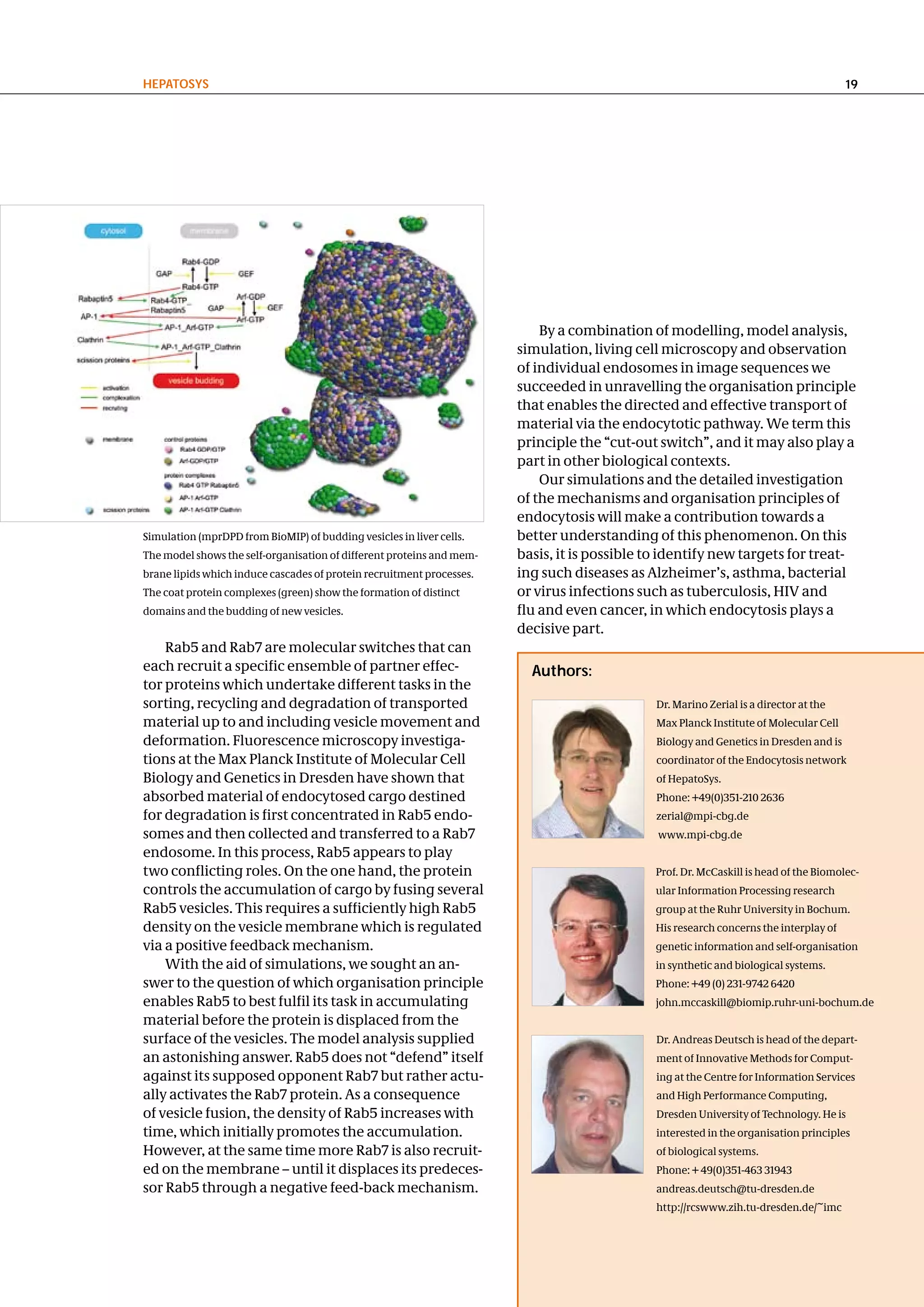 hePatoSyS                                                                                                                              19




                                                                           By a combination of modelling, model analysis,
                                                                       simulation, living cell microscopy and observation
                                                                       of individual endosomes in image sequences we
                                                                       succeeded in unravelling the organisation principle
                                                                       that enables the directed and effective transport of
                                                                       material via the endocytotic pathway. We term this
                                                                       principle the “cut-out switch”, and it may also play a
                                                                       part in other biological contexts.
                                                                           Our simulations and the detailed investigation
                                                                       of the mechanisms and organisation principles of
                                                                       endocytosis will make a contribution towards a
Simulation (mprDPD from BioMIP) of budding vesicles in liver cells.    better understanding of this phenomenon. On this
The model shows the self-organisation of different proteins and mem-   basis, it is possible to identify new targets for treat-
brane lipids which induce cascades of protein recruitment processes.   ing such diseases as Alzheimer’s, asthma, bacterial
The coat protein complexes (green) show the formation of distinct      or virus infections such as tuberculosis, HIV and
domains and the budding of new vesicles.                               flu and even cancer, in which endocytosis plays a
                                                                       decisive part.
    Rab5 and Rab7 are molecular switches that can
each recruit a specific ensemble of partner effec-                       authors:
tor proteins which undertake different tasks in the
sorting, recycling and degradation of transported                                             Dr. Marino Zerial is a director at the
material up to and including vesicle movement and                                             Max Planck Institute of Molecular Cell
deformation. Fluorescence microscopy investiga-                                               Biology and Genetics in Dresden and is
tions at the Max Planck Institute of Molecular Cell                                           coordinator of the Endocytosis network
Biology and Genetics in Dresden have shown that                                               of HepatoSys.
absorbed material of endocytosed cargo destined                                               Phone: +49(0)351-210 2636
for degradation is first concentrated in Rab5 endo-                                           zerial@mpi-cbg.de
somes and then collected and transferred to a Rab7                                            www.mpi-cbg.de
endosome. In this process, Rab5 appears to play
two conflicting roles. On the one hand, the protein                                          Prof. Dr. McCaskill is head of the Biomolec-
controls the accumulation of cargo by fusing several                                         ular Information Processing research
Rab5 vesicles. This requires a sufficiently high Rab5                                        group at the Ruhr University in Bochum.
density on the vesicle membrane which is regulated                                           His research concerns the interplay of
via a positive feedback mechanism.                                                           genetic information and self-organisation
    With the aid of simulations, we sought an an-                                            in synthetic and biological systems.
swer to the question of which organisation principle                                         Phone: +49 (0) 231-9742 6420
enables Rab5 to best fulfil its task in accumulating                                         john.mccaskill@biomip.ruhr-uni-bochum.de
material before the protein is displaced from the
surface of the vesicles. The model analysis supplied                                          Dr. Andreas Deutsch is head of the depart-
an astonishing answer. Rab5 does not “defend” itself                                          ment of Innovative Methods for Comput-
against its supposed opponent Rab7 but rather actu-                                           ing at the Centre for Information Services
ally activates the Rab7 protein. As a consequence                                             and High Performance Computing,
of vesicle fusion, the density of Rab5 increases with                                         Dresden University of Technology. He is
time, which initially promotes the accumulation.                                              interested in the organisation principles
However, at the same time more Rab7 is also recruit-                                          of biological systems.
ed on the membrane – until it displaces its predeces-                                         Phone: + 49(0)351-463 31943
sor Rab5 through a negative feed-back mechanism.                                              andreas.deutsch@tu-dresden.de
                                                                                              http://rcswww.zih.tu-dresden.de/~imc
 