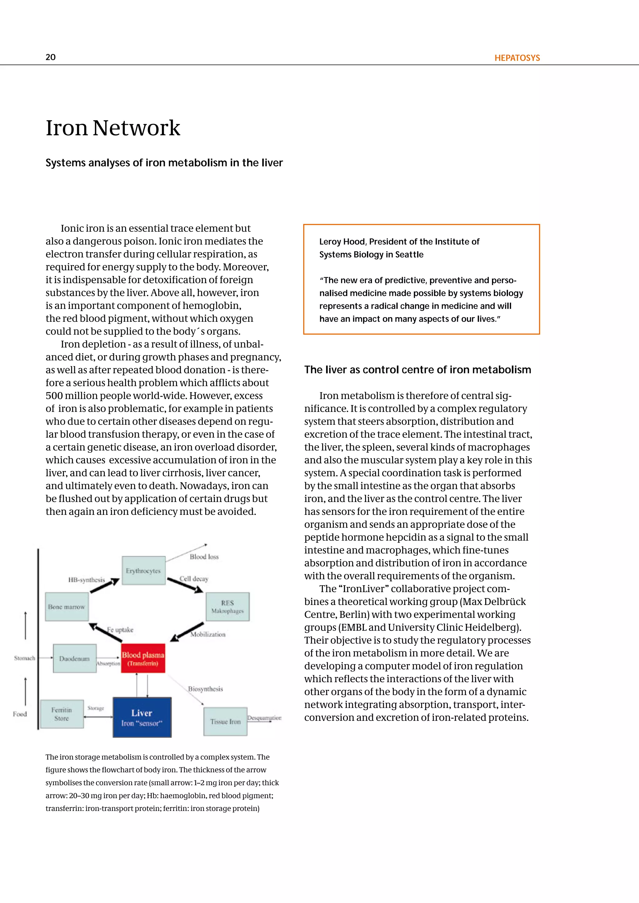 20                                                                                                                       hePatoSyS




Iron Network
Systems analyses of iron metabolism in the liver




     Ionic iron is an essential trace element but
also a dangerous poison. Ionic iron mediates the                             leroy hood, President of the Institute of
electron transfer during cellular respiration, as                            Systems Biology in Seattle
required for energy supply to the body. Moreover,
it is indispensable for detoxification of foreign                            “the new era of predictive, preventive and perso-
substances by the liver. Above all, however, iron                            nalised medicine made possible by systems biology
is an important component of hemoglobin,                                     represents a radical change in medicine and will
the red blood pigment, without which oxygen                                  have an impact on many aspects of our lives.”
could not be supplied to the body´s organs.
     Iron depletion - as a result of illness, of unbal-
anced diet, or during growth phases and pregnancy,
as well as after repeated blood donation - is there-                      the liver as control centre of iron metabolism
fore a serious health problem which afflicts about
500 million people world-wide. However, excess                                Iron metabolism is therefore of central sig-
of iron is also problematic, for example in patients                      nificance. It is controlled by a complex regulatory
who due to certain other diseases depend on regu-                         system that steers absorption, distribution and
lar blood transfusion therapy, or even in the case of                     excretion of the trace element. The intestinal tract,
a certain genetic disease, an iron overload disorder,                     the liver, the spleen, several kinds of macrophages
which causes excessive accumulation of iron in the                        and also the muscular system play a key role in this
liver, and can lead to liver cirrhosis, liver cancer,                     system. A special coordination task is performed
and ultimately even to death. Nowadays, iron can                          by the small intestine as the organ that absorbs
be flushed out by application of certain drugs but                        iron, and the liver as the control centre. The liver
then again an iron deficiency must be avoided.                            has sensors for the iron requirement of the entire
                                                                          organism and sends an appropriate dose of the
                                                                          peptide hormone hepcidin as a signal to the small
                                                                          intestine and macrophages, which fine-tunes
                                                                          absorption and distribution of iron in accordance
                                                                          with the overall requirements of the organism.
                                                                              The “IronLiver” collaborative project com-
                                                                          bines a theoretical working group (Max Delbrück
                                                                          Centre, Berlin) with two experimental working
                                                                          groups (EMBL and University Clinic Heidelberg).
                                                                          Their objective is to study the regulatory processes
                                                                          of the iron metabolism in more detail. We are
                                                                          developing a computer model of iron regulation
                                                                          which reflects the interactions of the liver with
                                                                          other organs of the body in the form of a dynamic
                                                                          network integrating absorption, transport, inter-
                                                                          conversion and excretion of iron-related proteins.


The iron storage metabolism is controlled by a complex system. The
figure shows the flowchart of body iron. The thickness of the arrow
symbolises the conversion rate (small arrow: 1–2 mg iron per day; thick
arrow: 20–30 mg iron per day; Hb: haemoglobin, red blood pigment;
transferrin: iron-transport protein; ferritin: iron storage protein)
 