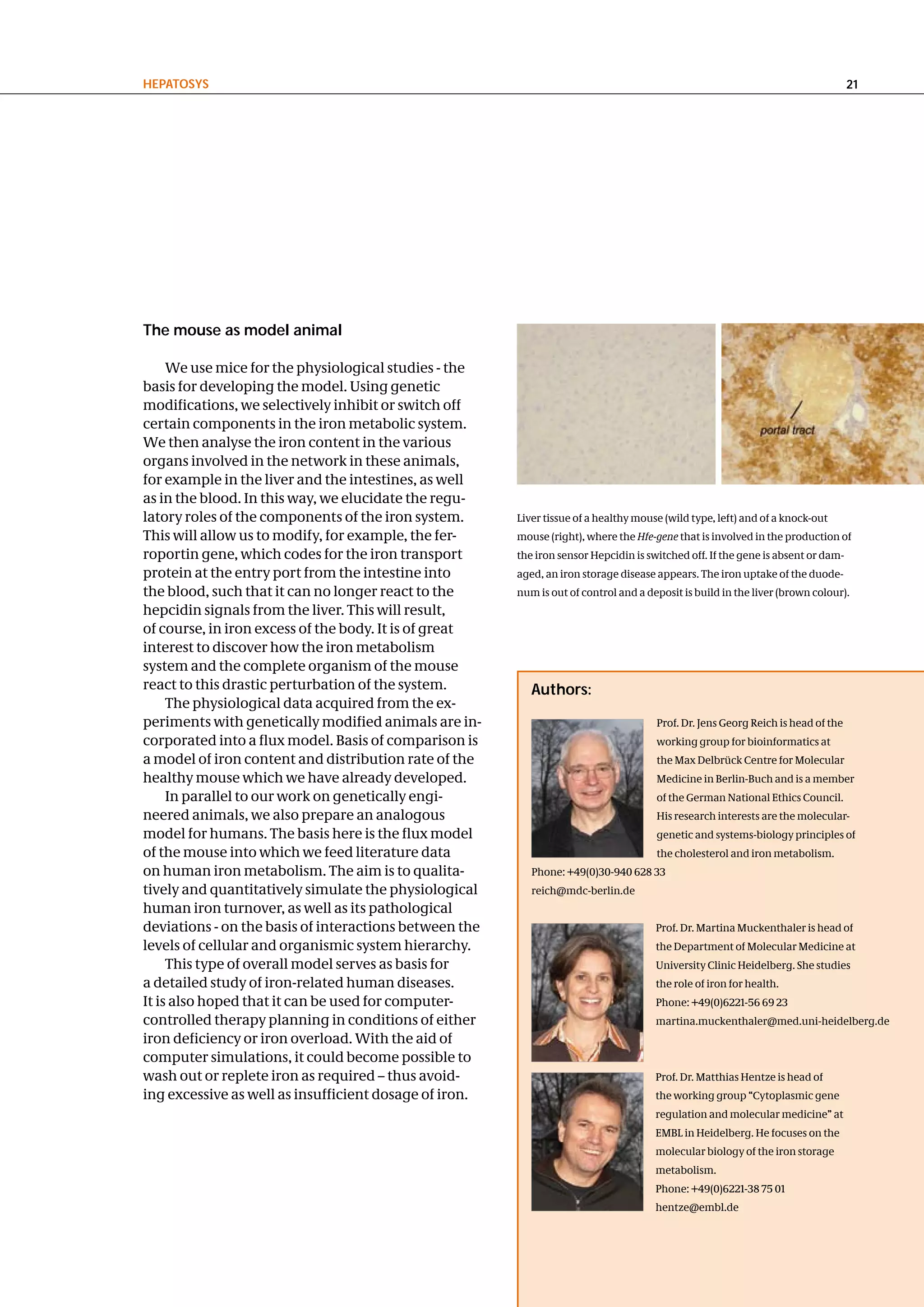 hePatoSyS                                                                                                                         21




the mouse as model animal

     We use mice for the physiological studies - the
basis for developing the model. Using genetic
modifications, we selectively inhibit or switch off
certain components in the iron metabolic system.
We then analyse the iron content in the various
organs involved in the network in these animals,
for example in the liver and the intestines, as well
as in the blood. In this way, we elucidate the regu-
latory roles of the components of the iron system.      Liver tissue of a healthy mouse (wild type, left) and of a knock-out
This will allow us to modify, for example, the fer-     mouse (right), where the Hfe-gene that is involved in the production of
roportin gene, which codes for the iron transport       the iron sensor Hepcidin is switched off. If the gene is absent or dam-
protein at the entry port from the intestine into       aged, an iron storage disease appears. The iron uptake of the duode-
the blood, such that it can no longer react to the      num is out of control and a deposit is build in the liver (brown colour).
hepcidin signals from the liver. This will result,
of course, in iron excess of the body. It is of great
interest to discover how the iron metabolism
system and the complete organism of the mouse
react to this drastic perturbation of the system.          authors:
     The physiological data acquired from the ex-
periments with genetically modified animals are in-                                   Prof. Dr. Jens Georg Reich is head of the
corporated into a flux model. Basis of comparison is                                  working group for bioinformatics at
a model of iron content and distribution rate of the                                  the Max Delbrück Centre for Molecular
healthy mouse which we have already developed.                                        Medicine in Berlin-Buch and is a member
     In parallel to our work on genetically engi-                                     of the German National Ethics Council.
neered animals, we also prepare an analogous                                          His research interests are the molecular-
model for humans. The basis here is the flux model                                    genetic and systems-biology principles of
of the mouse into which we feed literature data                                       the cholesterol and iron metabolism.
on human iron metabolism. The aim is to qualita-           Phone: +49(0)30-940 628 33
tively and quantitatively simulate the physiological       reich@mdc-berlin.de
human iron turnover, as well as its pathological
deviations - on the basis of interactions between the                                 Prof. Dr. Martina Muckenthaler is head of
levels of cellular and organismic system hierarchy.                                   the Department of Molecular Medicine at
     This type of overall model serves as basis for                                   University Clinic Heidelberg. She studies
a detailed study of iron-related human diseases.                                      the role of iron for health.
It is also hoped that it can be used for computer-                                    Phone: +49(0)6221-56 69 23
controlled therapy planning in conditions of either                                   martina.muckenthaler@med.uni-heidelberg.de
iron deficiency or iron overload. With the aid of
computer simulations, it could become possible to
wash out or replete iron as required – thus avoid-                                    Prof. Dr. Matthias Hentze is head of
ing excessive as well as insufficient dosage of iron.                                 the working group “Cytoplasmic gene
                                                                                      regulation and molecular medicine” at
                                                                                      EMBL in Heidelberg. He focuses on the
                                                                                      molecular biology of the iron storage
                                                                                      metabolism.
                                                                                      Phone: +49(0)6221-38 75 01
                                                                                      hentze@embl.de
 