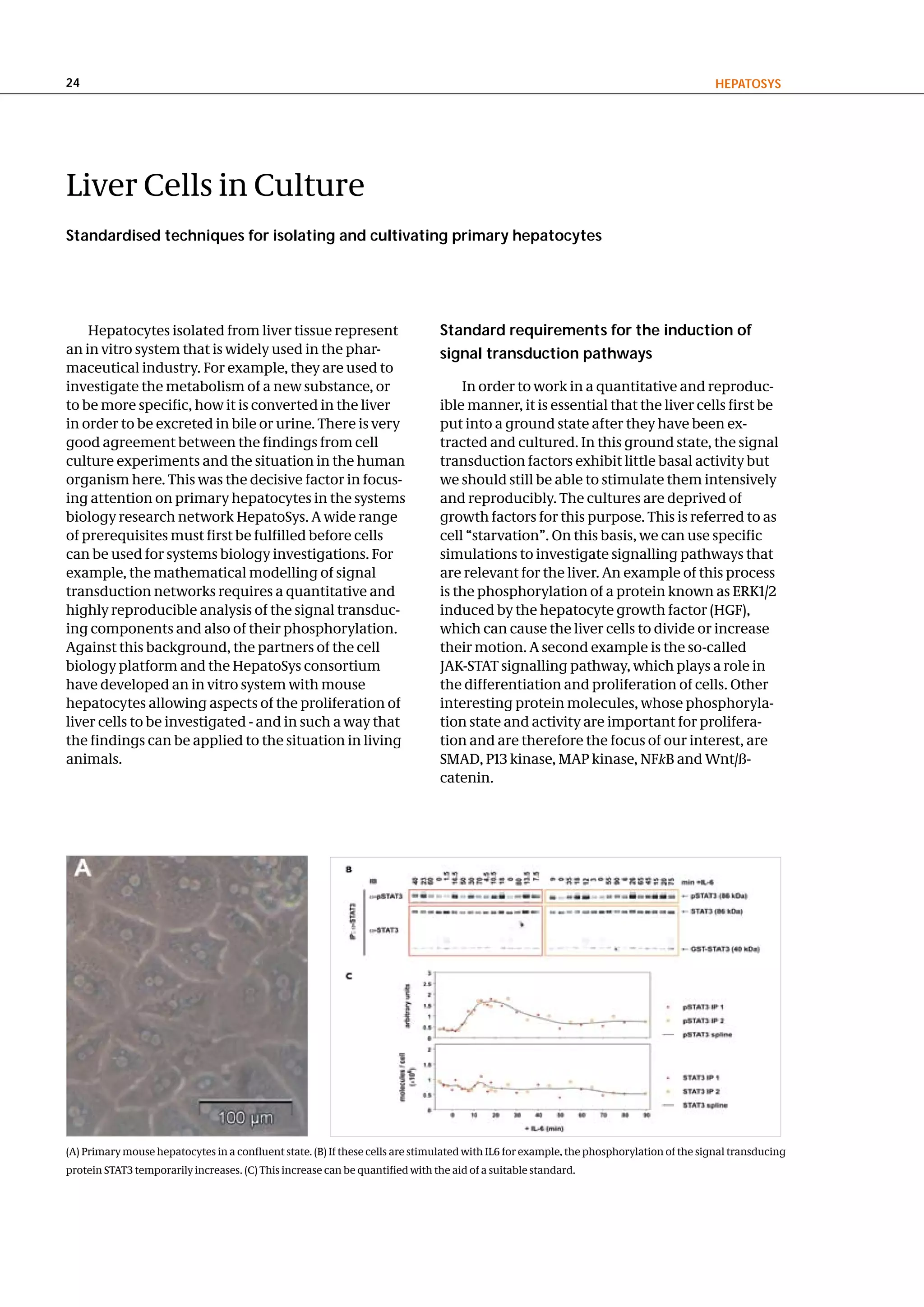 24                                                                                                                                        hePatoSyS




Liver Cells in Culture
Standardised techniques for isolating and cultivating primary hepatocytes




    Hepatocytes isolated from liver tissue represent                            Standard requirements for the induction of
an in vitro system that is widely used in the phar-                             signal transduction pathways
maceutical industry. For example, they are used to
investigate the metabolism of a new substance, or                                   In order to work in a quantitative and reproduc-
to be more specific, how it is converted in the liver                           ible manner, it is essential that the liver cells first be
in order to be excreted in bile or urine. There is very                         put into a ground state after they have been ex-
good agreement between the findings from cell                                   tracted and cultured. In this ground state, the signal
culture experiments and the situation in the human                              transduction factors exhibit little basal activity but
organism here. This was the decisive factor in focus-                           we should still be able to stimulate them intensively
ing attention on primary hepatocytes in the systems                             and reproducibly. The cultures are deprived of
biology research network HepatoSys. A wide range                                growth factors for this purpose. This is referred to as
of prerequisites must first be fulfilled before cells                           cell “starvation”. On this basis, we can use specific
can be used for systems biology investigations. For                             simulations to investigate signalling pathways that
example, the mathematical modelling of signal                                   are relevant for the liver. An example of this process
transduction networks requires a quantitative and                               is the phosphorylation of a protein known as ERK1/2
highly reproducible analysis of the signal transduc-                            induced by the hepatocyte growth factor (HGF),
ing components and also of their phosphorylation.                               which can cause the liver cells to divide or increase
Against this background, the partners of the cell                               their motion. A second example is the so-called
biology platform and the HepatoSys consortium                                   JAK-STAT signalling pathway, which plays a role in
have developed an in vitro system with mouse                                    the differentiation and proliferation of cells. Other
hepatocytes allowing aspects of the proliferation of                            interesting protein molecules, whose phosphoryla-
liver cells to be investigated - and in such a way that                         tion state and activity are important for prolifera-
the findings can be applied to the situation in living                          tion and are therefore the focus of our interest, are
animals.                                                                        SMAD, P13 kinase, MAP kinase, NFkB and Wnt/ß-
                                                                                catenin.




(A) Primary mouse hepatocytes in a confluent state. (B) If these cells are stimulated with IL6 for example, the phosphorylation of the signal transducing
protein STAT3 temporarily increases. (C) This increase can be quantified with the aid of a suitable standard.
 