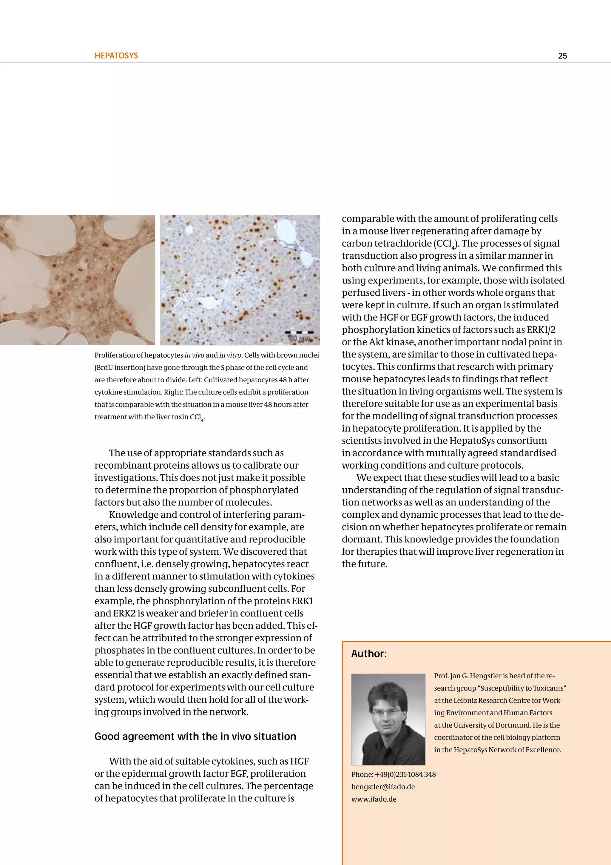 hePatoSyS                                                                                                                                          25




                                                                             comparable with the amount of proliferating cells
                                                                             in a mouse liver regenerating after damage by
                                                                             carbon tetrachloride (CCl4). The processes of signal
                                                                             transduction also progress in a similar manner in
                                                                             both culture and living animals. We confirmed this
                                                                             using experiments, for example, those with isolated
                                                                             perfused livers - in other words whole organs that
                                                                             were kept in culture. If such an organ is stimulated
                                                                             with the HGF or EGF growth factors, the induced
                                                                             phosphorylation kinetics of factors such as ERK1/2
                                                                             or the Akt kinase, another important nodal point in
Proliferation of hepatocytes in vivo and in vitro. Cells with brown nuclei   the system, are similar to those in cultivated hepa-
(BrdU insertion) have gone through the S phase of the cell cycle and         tocytes. This confirms that research with primary
are therefore about to divide. Left: Cultivated hepatocytes 48 h after       mouse hepatocytes leads to findings that reflect
cytokine stimulation. Right: The culture cells exhibit a proliferation       the situation in living organisms well. The system is
that is comparable with the situation in a mouse liver 48 hours after        therefore suitable for use as an experimental basis
treatment with the liver toxin CCl4.                                         for the modelling of signal transduction processes
                                                                             in hepatocyte proliferation. It is applied by the
                                                                             scientists involved in the HepatoSys consortium
    The use of appropriate standards such as                                 in accordance with mutually agreed standardised
recombinant proteins allows us to calibrate our                              working conditions and culture protocols.
investigations. This does not just make it possible                              We expect that these studies will lead to a basic
to determine the proportion of phosphorylated                                understanding of the regulation of signal transduc-
factors but also the number of molecules.                                    tion networks as well as an understanding of the
    Knowledge and control of interfering param-                              complex and dynamic processes that lead to the de-
eters, which include cell density for example, are                           cision on whether hepatocytes proliferate or remain
also important for quantitative and reproducible                             dormant. This knowledge provides the foundation
work with this type of system. We discovered that                            for therapies that will improve liver regeneration in
confluent, i.e. densely growing, hepatocytes react                           the future.
in a different manner to stimulation with cytokines
than less densely growing subconfluent cells. For
example, the phosphorylation of the proteins ERK1
and ERK2 is weaker and briefer in confluent cells
after the HGF growth factor has been added. This ef-
fect can be attributed to the stronger expression of
phosphates in the confluent cultures. In order to be                           author:
able to generate reproducible results, it is therefore
essential that we establish an exactly defined stan-                                                   Prof. Jan G. Hengstler is head of the re-
dard protocol for experiments with our cell culture                                                    search group “Susceptibility to Toxicants”
system, which would then hold for all of the work-                                                     at the Leibniz Research Centre for Work-
ing groups involved in the network.                                                                    ing Environment and Human Factors
                                                                                                       at the University of Dortmund. He is the
good agreement with the in vivo situation                                                              coordinator of the cell biology platform
                                                                                                       in the HepatoSys Network of Excellence.
    With the aid of suitable cytokines, such as HGF
or the epidermal growth factor EGF, proliferation                              Phone: +49(0)231-1084 348
can be induced in the cell cultures. The percentage                            hengstler@ifado.de
of hepatocytes that proliferate in the culture is                              www.ifado.de
 