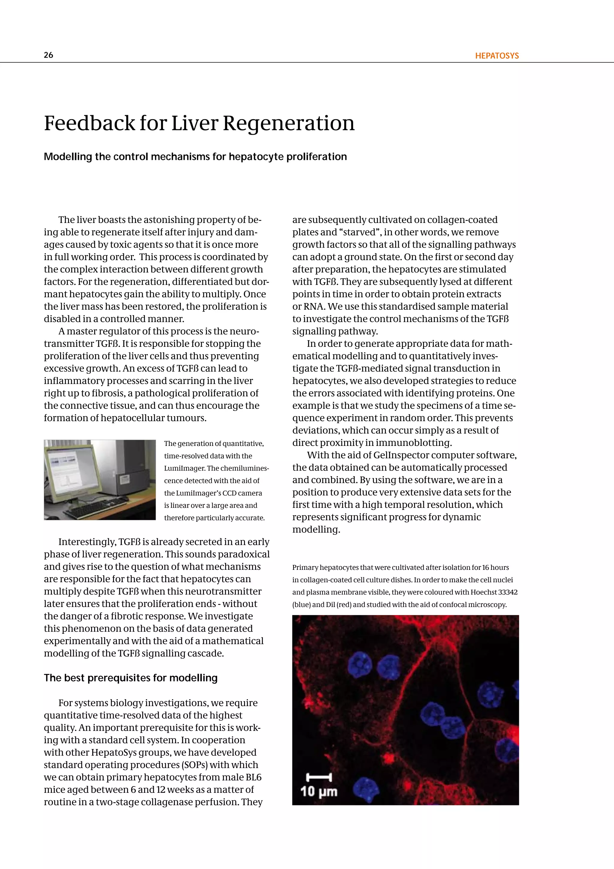 26                                                                                                                         hePatoSyS




Feedback for Liver Regeneration
Modelling the control mechanisms for hepatocyte proliferation




    The liver boasts the astonishing property of be-            are subsequently cultivated on collagen-coated
ing able to regenerate itself after injury and dam-             plates and “starved”, in other words, we remove
ages caused by toxic agents so that it is once more             growth factors so that all of the signalling pathways
in full working order. This process is coordinated by           can adopt a ground state. On the first or second day
the complex interaction between different growth                after preparation, the hepatocytes are stimulated
factors. For the regeneration, differentiated but dor-          with TGFß. They are subsequently lysed at different
mant hepatocytes gain the ability to multiply. Once             points in time in order to obtain protein extracts
the liver mass has been restored, the proliferation is          or RNA. We use this standardised sample material
disabled in a controlled manner.                                to investigate the control mechanisms of the TGFß
    A master regulator of this process is the neuro-            signalling pathway.
transmitter TGFß. It is responsible for stopping the                In order to generate appropriate data for math-
proliferation of the liver cells and thus preventing            ematical modelling and to quantitatively inves-
excessive growth. An excess of TGFß can lead to                 tigate the TGFß-mediated signal transduction in
inflammatory processes and scarring in the liver                hepatocytes, we also developed strategies to reduce
right up to fibrosis, a pathological proliferation of           the errors associated with identifying proteins. One
the connective tissue, and can thus encourage the               example is that we study the specimens of a time se-
formation of hepatocellular tumours.                            quence experiment in random order. This prevents
                                                                deviations, which can occur simply as a result of
                             The generation of quantitative,    direct proximity in immunoblotting.
                             time-resolved data with the            With the aid of GelInspector computer software,
                             LumiImager. The chemilumines-      the data obtained can be automatically processed
                             cence detected with the aid of     and combined. By using the software, we are in a
                             the LumiImager’s CCD camera        position to produce very extensive data sets for the
                             is linear over a large area and    first time with a high temporal resolution, which
                             therefore particularly accurate.   represents significant progress for dynamic
                                                                modelling.
    Interestingly, TGFß is already secreted in an early
phase of liver regeneration. This sounds paradoxical
and gives rise to the question of what mechanisms               Primary hepatocytes that were cultivated after isolation for 16 hours
are responsible for the fact that hepatocytes can               in collagen-coated cell culture dishes. In order to make the cell nuclei
multiply despite TGFß when this neurotransmitter                and plasma membrane visible, they were coloured with Hoechst 33342
later ensures that the proliferation ends - without             (blue) and Dil (red) and studied with the aid of confocal microscopy.
the danger of a fibrotic response. We investigate
this phenomenon on the basis of data generated
experimentally and with the aid of a mathematical
modelling of the TGFß signalling cascade.

the best prerequisites for modelling

   For systems biology investigations, we require
quantitative time-resolved data of the highest
quality. An important prerequisite for this is work-
ing with a standard cell system. In cooperation
with other HepatoSys groups, we have developed
standard operating procedures (SOPs) with which
we can obtain primary hepatocytes from male BL6
mice aged between 6 and 12 weeks as a matter of
routine in a two-stage collagenase perfusion. They
 