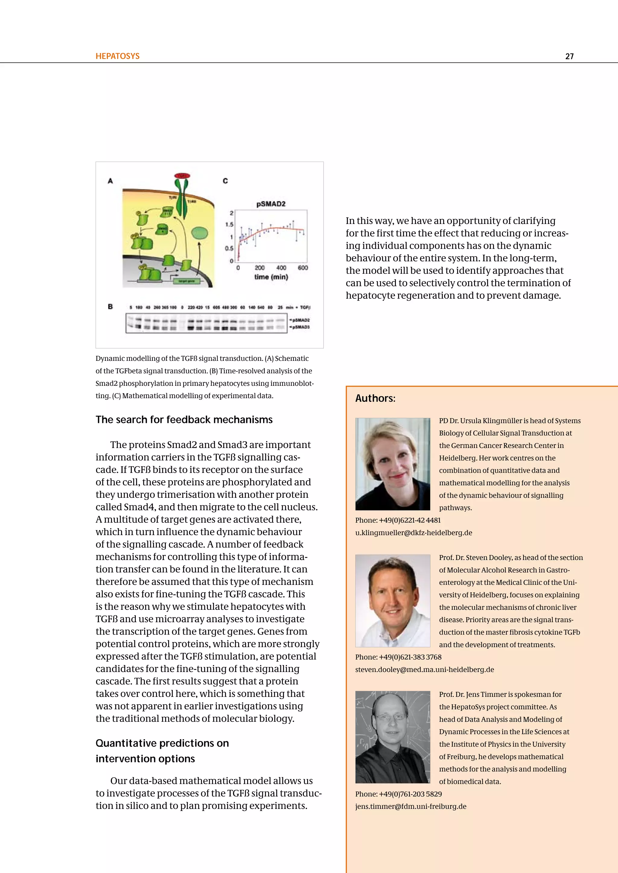 hePatoSyS                                                                                                                                   27




                                                                        In this way, we have an opportunity of clarifying
                                                                        for the first time the effect that reducing or increas-
                                                                        ing individual components has on the dynamic
                                                                        behaviour of the entire system. In the long-term,
                                                                        the model will be used to identify approaches that
                                                                        can be used to selectively control the termination of
                                                                        hepatocyte regeneration and to prevent damage.




Dynamic modelling of the TGFß signal transduction. (A) Schematic
of the TGFbeta signal transduction. (B) Time-resolved analysis of the
Smad2 phosphorylation in primary hepatocytes using immunoblot-
ting. (C) Mathematical modelling of experimental data.                    authors:

the search for feedback mechanisms                                                                PD Dr. Ursula Klingmüller is head of Systems
                                                                                                  Biology of Cellular Signal Transduction at
    The proteins Smad2 and Smad3 are important                                                    the German Cancer Research Center in
information carriers in the TGFß signalling cas-                                                  Heidelberg. Her work centres on the
cade. If TGFß binds to its receptor on the surface                                                combination of quantitative data and
of the cell, these proteins are phosphorylated and                                                mathematical modelling for the analysis
they undergo trimerisation with another protein                                                   of the dynamic behaviour of signalling
called Smad4, and then migrate to the cell nucleus.                                               pathways.
A multitude of target genes are activated there,                          Phone: +49(0)6221-42 4481
which in turn influence the dynamic behaviour                             u.klingmueller@dkfz-heidelberg.de
of the signalling cascade. A number of feedback
mechanisms for controlling this type of informa-                                                  Prof. Dr. Steven Dooley, as head of the section
tion transfer can be found in the literature. It can                                              of Molecular Alcohol Research in Gastro-
therefore be assumed that this type of mechanism                                                  enterology at the Medical Clinic of the Uni-
also exists for fine-tuning the TGFß cascade. This                                                versity of Heidelberg, focuses on explaining
is the reason why we stimulate hepatocytes with                                                   the molecular mechanisms of chronic liver
TGFß and use microarray analyses to investigate                                                   disease. Priority areas are the signal trans-
the transcription of the target genes. Genes from                                                 duction of the master fibrosis cytokine TGFb
potential control proteins, which are more strongly                                               and the development of treatments.
expressed after the TGFß stimulation, are potential                       Phone: +49(0)621-383 3768
candidates for the fine-tuning of the signalling                          steven.dooley@med.ma.uni-heidelberg.de
cascade. The first results suggest that a protein
takes over control here, which is something that                                                  Prof. Dr. Jens Timmer is spokesman for
was not apparent in earlier investigations using                                                  the HepatoSys project committee. As
the traditional methods of molecular biology.                                                     head of Data Analysis and Modeling of
                                                                                                  Dynamic Processes in the Life Sciences at
Quantitative predictions on                                                                       the Institute of Physics in the University

intervention options                                                                              of Freiburg, he develops mathematical
                                                                                                  methods for the analysis and modelling
    Our data-based mathematical model allows us                                                   of biomedical data.
to investigate processes of the TGFß signal transduc-                     Phone: +49(0)761-203 5829
tion in silico and to plan promising experiments.                         jens.timmer@fdm.uni-freiburg.de
 