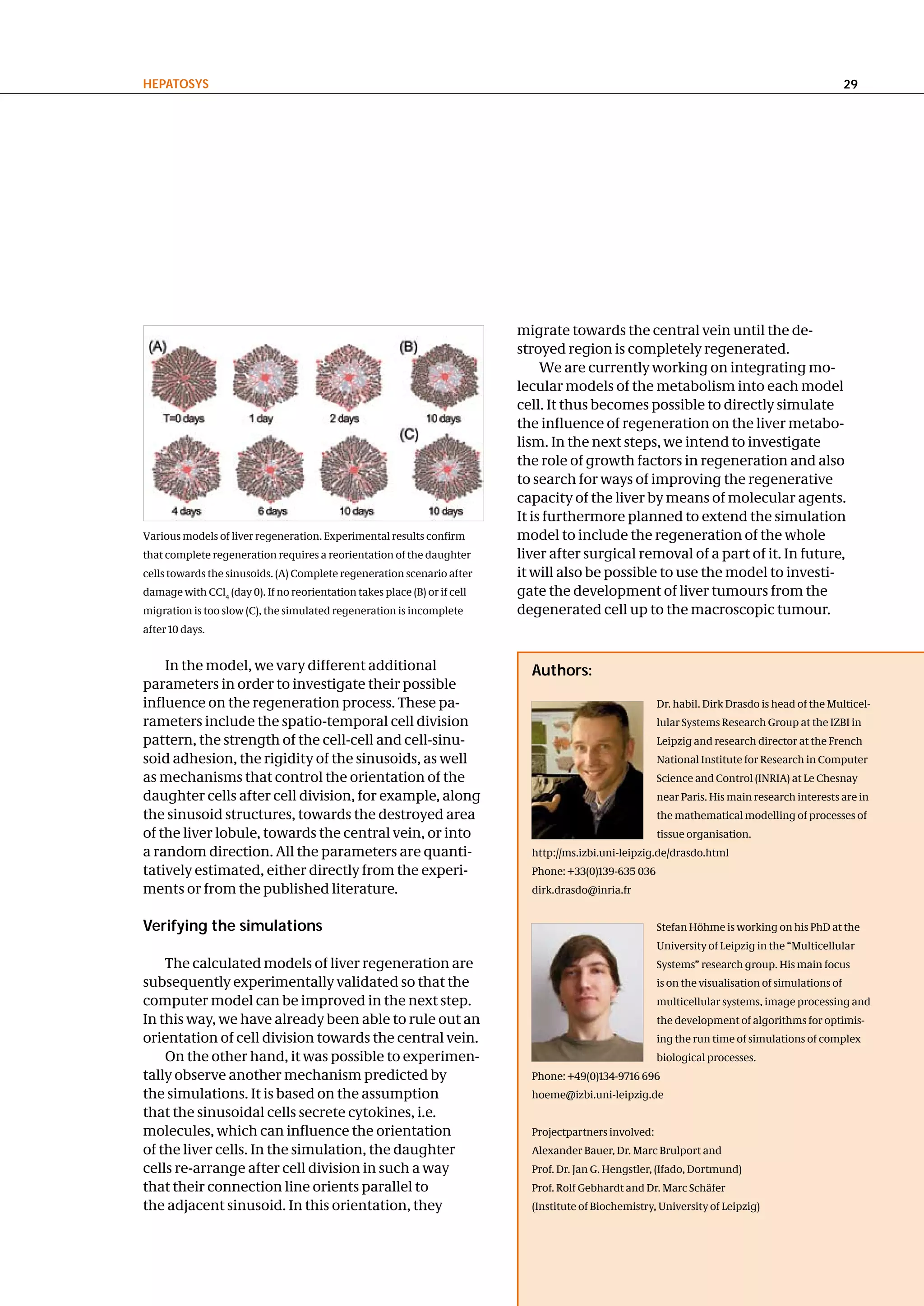hePatoSyS                                                                                                                                            29




                                                                           migrate towards the central vein until the de-
                                                                           stroyed region is completely regenerated.
                                                                                We are currently working on integrating mo-
                                                                           lecular models of the metabolism into each model
                                                                           cell. It thus becomes possible to directly simulate
                                                                           the influence of regeneration on the liver metabo-
                                                                           lism. In the next steps, we intend to investigate
                                                                           the role of growth factors in regeneration and also
                                                                           to search for ways of improving the regenerative
                                                                           capacity of the liver by means of molecular agents.
                                                                           It is furthermore planned to extend the simulation
Various models of liver regeneration. Experimental results confirm         model to include the regeneration of the whole
that complete regeneration requires a reorientation of the daughter        liver after surgical removal of a part of it. In future,
cells towards the sinusoids. (A) Complete regeneration scenario after      it will also be possible to use the model to investi-
damage with CCl4 (day 0). If no reorientation takes place (B) or if cell   gate the development of liver tumours from the
migration is too slow (C), the simulated regeneration is incomplete        degenerated cell up to the macroscopic tumour.
after 10 days.


    In the model, we vary different additional                               authors:
parameters in order to investigate their possible
influence on the regeneration process. These pa-                                                         Dr. habil. Dirk Drasdo is head of the Multicel-
rameters include the spatio-temporal cell division                                                       lular Systems Research Group at the IZBI in
pattern, the strength of the cell-cell and cell-sinu-                                                    Leipzig and research director at the French
soid adhesion, the rigidity of the sinusoids, as well                                                    National Institute for Research in Computer
as mechanisms that control the orientation of the                                                        Science and Control (INRIA) at Le Chesnay
daughter cells after cell division, for example, along                                                   near Paris. His main research interests are in
the sinusoid structures, towards the destroyed area                                                      the mathematical modelling of processes of
of the liver lobule, towards the central vein, or into                                                   tissue organisation.
a random direction. All the parameters are quanti-                           http://ms.izbi.uni-leipzig.de/drasdo.html
tatively estimated, either directly from the experi-                         Phone: +33(0)139-635 036
ments or from the published literature.                                      dirk.drasdo@inria.fr


verifying the simulations                                                                                Stefan Höhme is working on his PhD at the
                                                                                                         University of Leipzig in the “Multicellular
    The calculated models of liver regeneration are                                                      Systems” research group. His main focus
subsequently experimentally validated so that the                                                        is on the visualisation of simulations of
computer model can be improved in the next step.                                                         multicellular systems, image processing and
In this way, we have already been able to rule out an                                                    the development of algorithms for optimis-
orientation of cell division towards the central vein.                                                   ing the run time of simulations of complex
    On the other hand, it was possible to experimen-                                                     biological processes.
tally observe another mechanism predicted by                                 Phone: +49(0)134-9716 696
the simulations. It is based on the assumption                               hoeme@izbi.uni-leipzig.de
that the sinusoidal cells secrete cytokines, i.e.
molecules, which can influence the orientation                               Projectpartners involved:
of the liver cells. In the simulation, the daughter                          Alexander Bauer, Dr. Marc Brulport and
cells re-arrange after cell division in such a way                           Prof. Dr. Jan G. Hengstler, (Ifado, Dortmund)
that their connection line orients parallel to                               Prof. Rolf Gebhardt and Dr. Marc Schäfer
the adjacent sinusoid. In this orientation, they                             (Institute of Biochemistry, University of Leipzig)
 