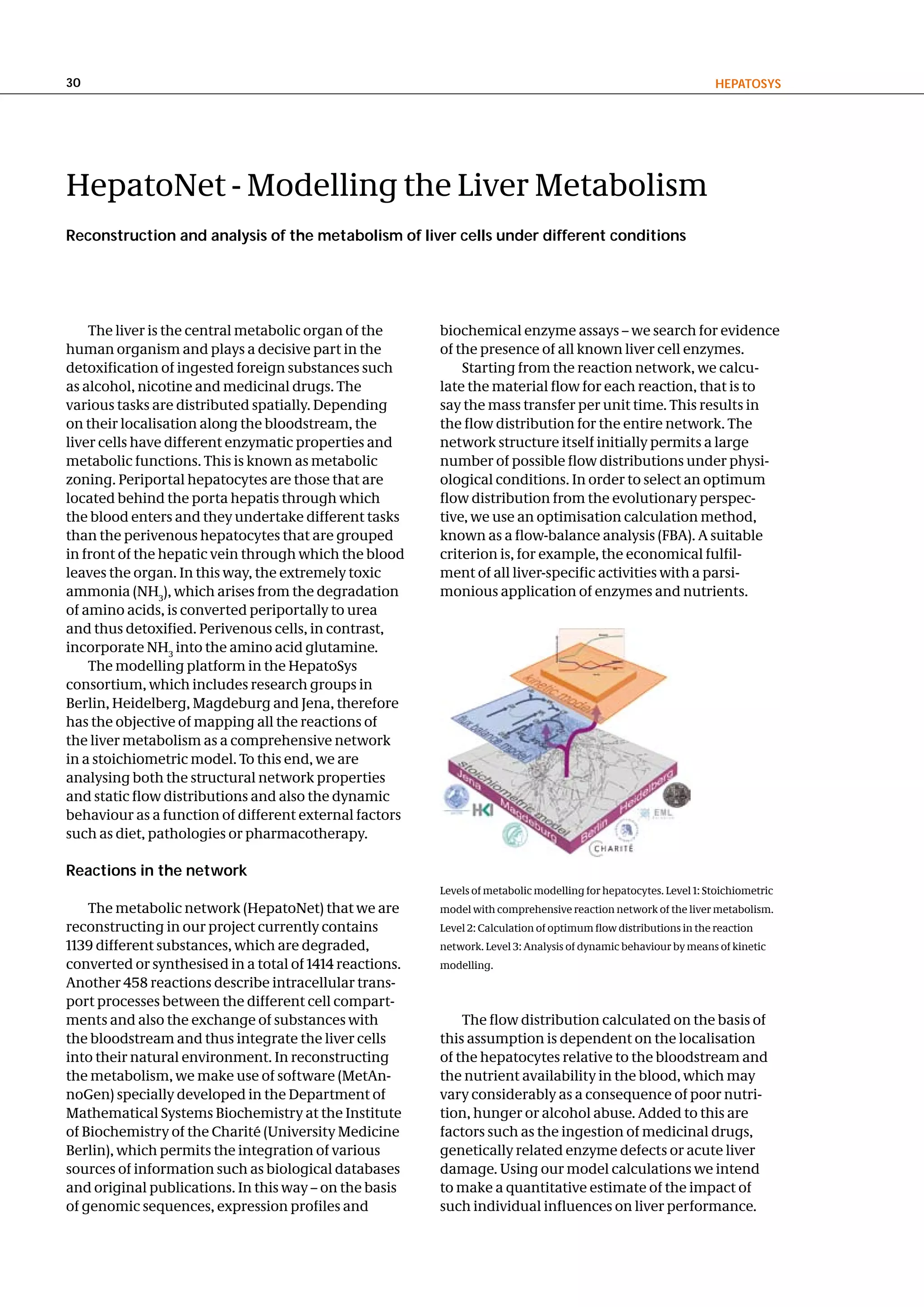 30                                                                                                                 hePatoSyS




HepatoNet - Modelling the Liver Metabolism
Reconstruction and analysis of the metabolism of liver cells under different conditions




    The liver is the central metabolic organ of the      biochemical enzyme assays – we search for evidence
human organism and plays a decisive part in the          of the presence of all known liver cell enzymes.
detoxification of ingested foreign substances such           Starting from the reaction network, we calcu-
as alcohol, nicotine and medicinal drugs. The            late the material flow for each reaction, that is to
various tasks are distributed spatially. Depending       say the mass transfer per unit time. This results in
on their localisation along the bloodstream, the         the flow distribution for the entire network. The
liver cells have different enzymatic properties and      network structure itself initially permits a large
metabolic functions. This is known as metabolic          number of possible flow distributions under physi-
zoning. Periportal hepatocytes are those that are        ological conditions. In order to select an optimum
located behind the porta hepatis through which           flow distribution from the evolutionary perspec-
the blood enters and they undertake different tasks      tive, we use an optimisation calculation method,
than the perivenous hepatocytes that are grouped         known as a flow-balance analysis (FBA). A suitable
in front of the hepatic vein through which the blood     criterion is, for example, the economical fulfil-
leaves the organ. In this way, the extremely toxic       ment of all liver-specific activities with a parsi-
ammonia (NH3), which arises from the degradation         monious application of enzymes and nutrients.
of amino acids, is converted periportally to urea
and thus detoxified. Perivenous cells, in contrast,
incorporate NH3 into the amino acid glutamine.
    The modelling platform in the HepatoSys
consortium, which includes research groups in
Berlin, Heidelberg, Magdeburg and Jena, therefore
has the objective of mapping all the reactions of
the liver metabolism as a comprehensive network
in a stoichiometric model. To this end, we are
analysing both the structural network properties
and static flow distributions and also the dynamic
behaviour as a function of different external factors
such as diet, pathologies or pharmacotherapy.

Reactions in the network
                                                         Levels of metabolic modelling for hepatocytes. Level 1: Stoichiometric
    The metabolic network (HepatoNet) that we are        model with comprehensive reaction network of the liver metabolism.
reconstructing in our project currently contains         Level 2: Calculation of optimum flow distributions in the reaction
1139 different substances, which are degraded,           network. Level 3: Analysis of dynamic behaviour by means of kinetic
converted or synthesised in a total of 1414 reactions.   modelling.
Another 458 reactions describe intracellular trans-
port processes between the different cell compart-
ments and also the exchange of substances with               The flow distribution calculated on the basis of
the bloodstream and thus integrate the liver cells       this assumption is dependent on the localisation
into their natural environment. In reconstructing        of the hepatocytes relative to the bloodstream and
the metabolism, we make use of software (MetAn-          the nutrient availability in the blood, which may
noGen) specially developed in the Department of          vary considerably as a consequence of poor nutri-
Mathematical Systems Biochemistry at the Institute       tion, hunger or alcohol abuse. Added to this are
of Biochemistry of the Charité (University Medicine      factors such as the ingestion of medicinal drugs,
Berlin), which permits the integration of various        genetically related enzyme defects or acute liver
sources of information such as biological databases      damage. Using our model calculations we intend
and original publications. In this way – on the basis    to make a quantitative estimate of the impact of
of genomic sequences, expression profiles and            such individual influences on liver performance.
 