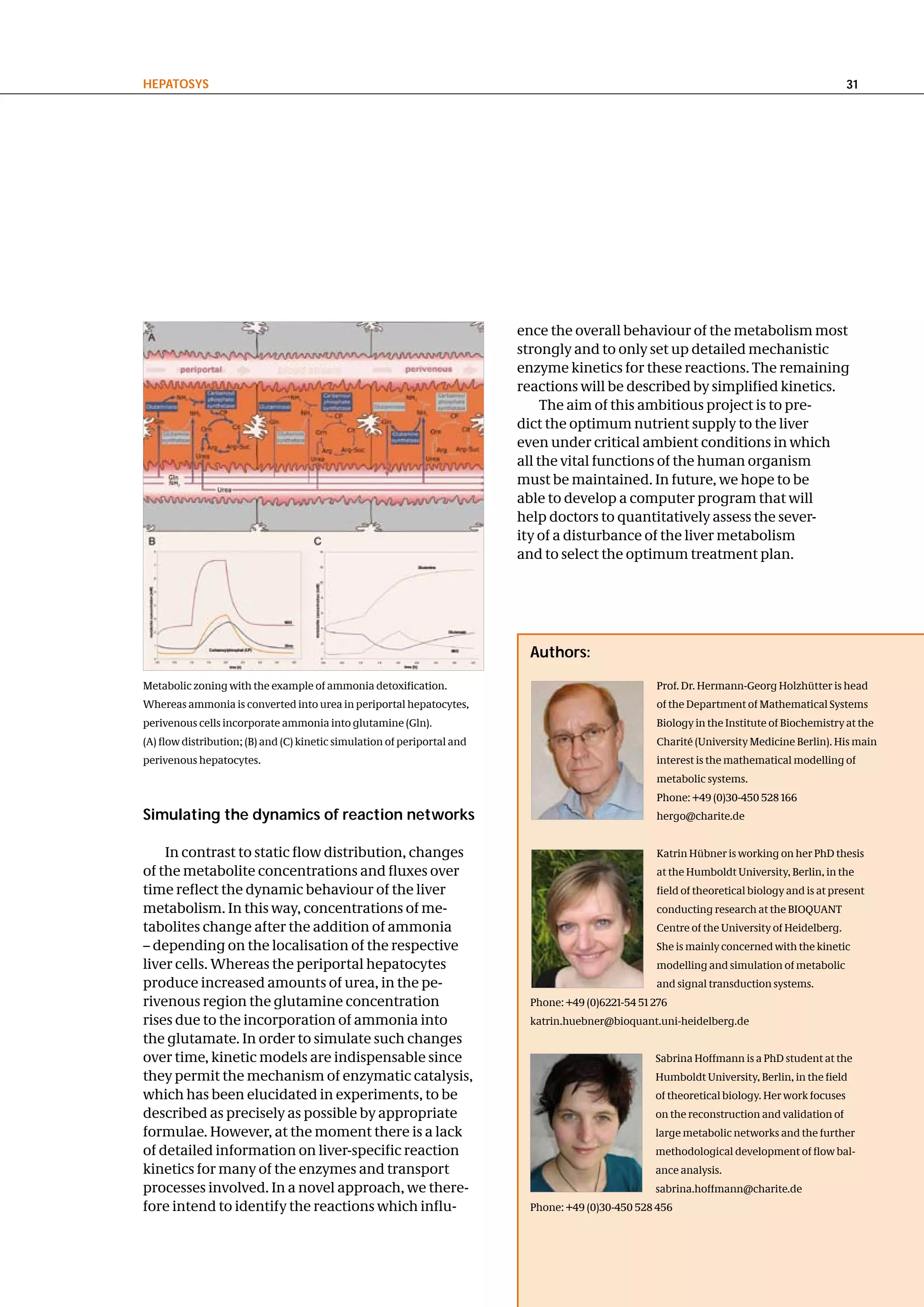 hePatoSyS                                                                                                                                       31




                                                                          ence the overall behaviour of the metabolism most
                                                                          strongly and to only set up detailed mechanistic
                                                                          enzyme kinetics for these reactions. The remaining
                                                                          reactions will be described by simplified kinetics.
                                                                               The aim of this ambitious project is to pre-
                                                                          dict the optimum nutrient supply to the liver
                                                                          even under critical ambient conditions in which
                                                                          all the vital functions of the human organism
                                                                          must be maintained. In future, we hope to be
                                                                          able to develop a computer program that will
                                                                          help doctors to quantitatively assess the sever-
                                                                          ity of a disturbance of the liver metabolism
                                                                          and to select the optimum treatment plan.




                                                                            authors:

Metabolic zoning with the example of ammonia detoxification.                                         Prof. Dr. Hermann-Georg Holzhütter is head
Whereas ammonia is converted into urea in periportal hepatocytes,                                    of the Department of Mathematical Systems
perivenous cells incorporate ammonia into glutamine (Gln).                                           Biology in the Institute of Biochemistry at the
(A) flow distribution; (B) and (C) kinetic simulation of periportal and                              Charité (University Medicine Berlin). His main
perivenous hepatocytes.                                                                              interest is the mathematical modelling of
                                                                                                     metabolic systems.
                                                                                                     Phone: +49 (0)30-450 528 166
Simulating the dynamics of reaction networks                                                         hergo@charite.de


    In contrast to static flow distribution, changes                                                 Katrin Hübner is working on her PhD thesis
of the metabolite concentrations and fluxes over                                                     at the Humboldt University, Berlin, in the
time reflect the dynamic behaviour of the liver                                                      field of theoretical biology and is at present
metabolism. In this way, concentrations of me-                                                       conducting research at the BIOQUANT
tabolites change after the addition of ammonia                                                       Centre of the University of Heidelberg.
– depending on the localisation of the respective                                                    She is mainly concerned with the kinetic
liver cells. Whereas the periportal hepatocytes                                                      modelling and simulation of metabolic
produce increased amounts of urea, in the pe-                                                        and signal transduction systems.
rivenous region the glutamine concentration                                 Phone: +49 (0)6221-54 51 276
rises due to the incorporation of ammonia into                              katrin.huebner@bioquant.uni-heidelberg.de
the glutamate. In order to simulate such changes
over time, kinetic models are indispensable since                                                    Sabrina Hoffmann is a PhD student at the
they permit the mechanism of enzymatic catalysis,                                                    Humboldt University, Berlin, in the field
which has been elucidated in experiments, to be                                                      of theoretical biology. Her work focuses
described as precisely as possible by appropriate                                                    on the reconstruction and validation of
formulae. However, at the moment there is a lack                                                     large metabolic networks and the further
of detailed information on liver-specific reaction                                                   methodological development of flow bal-
kinetics for many of the enzymes and transport                                                       ance analysis.
processes involved. In a novel approach, we there-                                                   sabrina.hoffmann@charite.de
fore intend to identify the reactions which influ-                          Phone: +49 (0)30-450 528 456
 