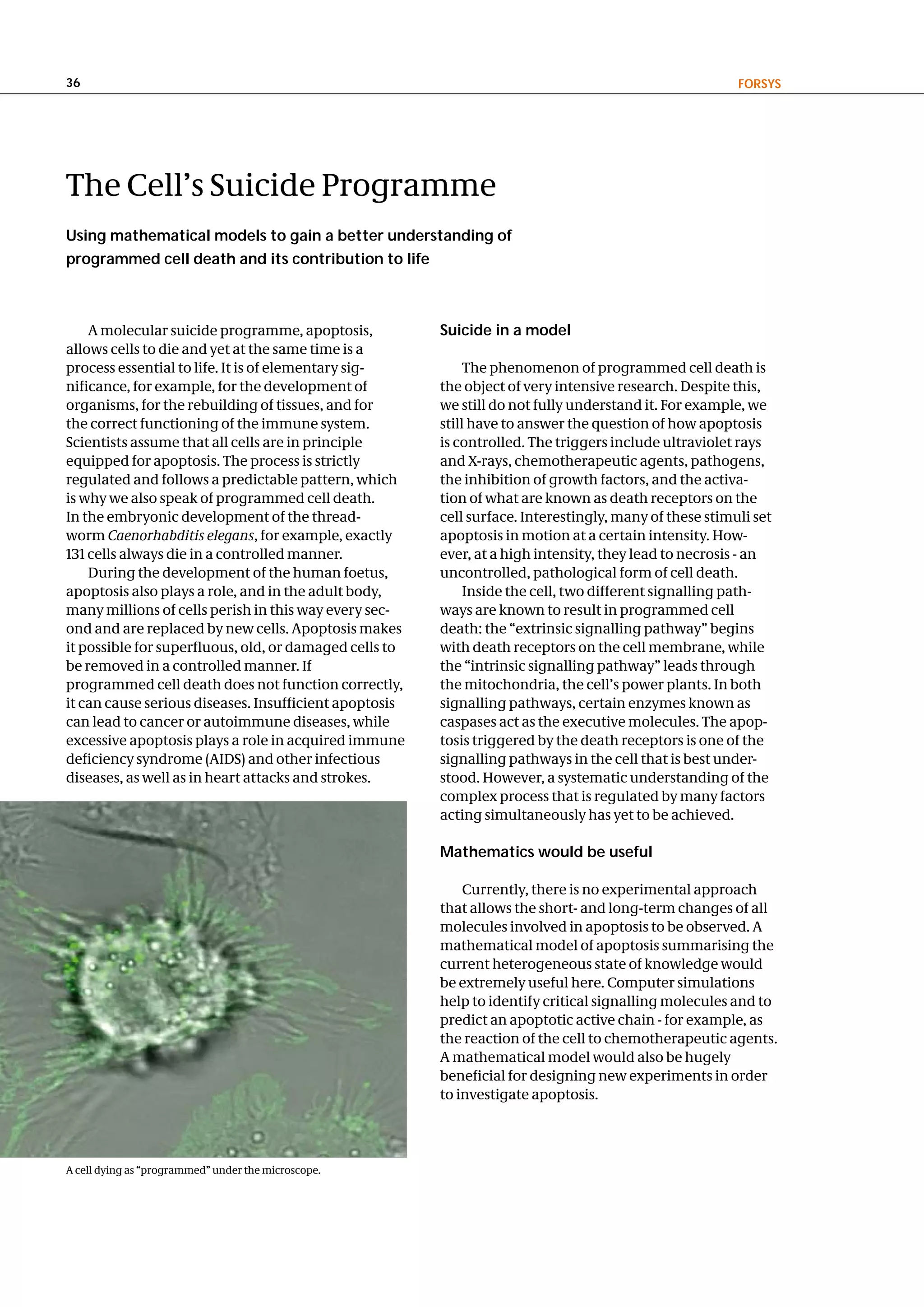 36                                                                                                      FoRSyS




The Cell’s Suicide Programme
using mathematical models to gain a better understanding of
programmed cell death and its contribution to life



    A molecular suicide programme, apoptosis,           Suicide in a model
allows cells to die and yet at the same time is a
process essential to life. It is of elementary sig-          The phenomenon of programmed cell death is
nificance, for example, for the development of          the object of very intensive research. Despite this,
organisms, for the rebuilding of tissues, and for       we still do not fully understand it. For example, we
the correct functioning of the immune system.           still have to answer the question of how apoptosis
Scientists assume that all cells are in principle       is controlled. The triggers include ultraviolet rays
equipped for apoptosis. The process is strictly         and X-rays, chemotherapeutic agents, pathogens,
regulated and follows a predictable pattern, which      the inhibition of growth factors, and the activa-
is why we also speak of programmed cell death.          tion of what are known as death receptors on the
In the embryonic development of the thread-             cell surface. Interestingly, many of these stimuli set
worm Caenorhabditis elegans, for example, exactly       apoptosis in motion at a certain intensity. How-
131 cells always die in a controlled manner.            ever, at a high intensity, they lead to necrosis - an
    During the development of the human foetus,         uncontrolled, pathological form of cell death.
apoptosis also plays a role, and in the adult body,          Inside the cell, two different signalling path-
many millions of cells perish in this way every sec-    ways are known to result in programmed cell
ond and are replaced by new cells. Apoptosis makes      death: the “extrinsic signalling pathway” begins
it possible for superfluous, old, or damaged cells to   with death receptors on the cell membrane, while
be removed in a controlled manner. If                   the “intrinsic signalling pathway” leads through
programmed cell death does not function correctly,      the mitochondria, the cell’s power plants. In both
it can cause serious diseases. Insufficient apoptosis   signalling pathways, certain enzymes known as
can lead to cancer or autoimmune diseases, while        caspases act as the executive molecules. The apop-
excessive apoptosis plays a role in acquired immune     tosis triggered by the death receptors is one of the
deficiency syndrome (AIDS) and other infectious         signalling pathways in the cell that is best under-
diseases, as well as in heart attacks and strokes.      stood. However, a systematic understanding of the
                                                        complex process that is regulated by many factors
                                                        acting simultaneously has yet to be achieved.

                                                        Mathematics would be useful

                                                            Currently, there is no experimental approach
                                                        that allows the short- and long-term changes of all
                                                        molecules involved in apoptosis to be observed. A
                                                        mathematical model of apoptosis summarising the
                                                        current heterogeneous state of knowledge would
                                                        be extremely useful here. Computer simulations
                                                        help to identify critical signalling molecules and to
                                                        predict an apoptotic active chain - for example, as
                                                        the reaction of the cell to chemotherapeutic agents.
                                                        A mathematical model would also be hugely
                                                        beneficial for designing new experiments in order
                                                        to investigate apoptosis.




A cell dying as “programmed” under the microscope.
 