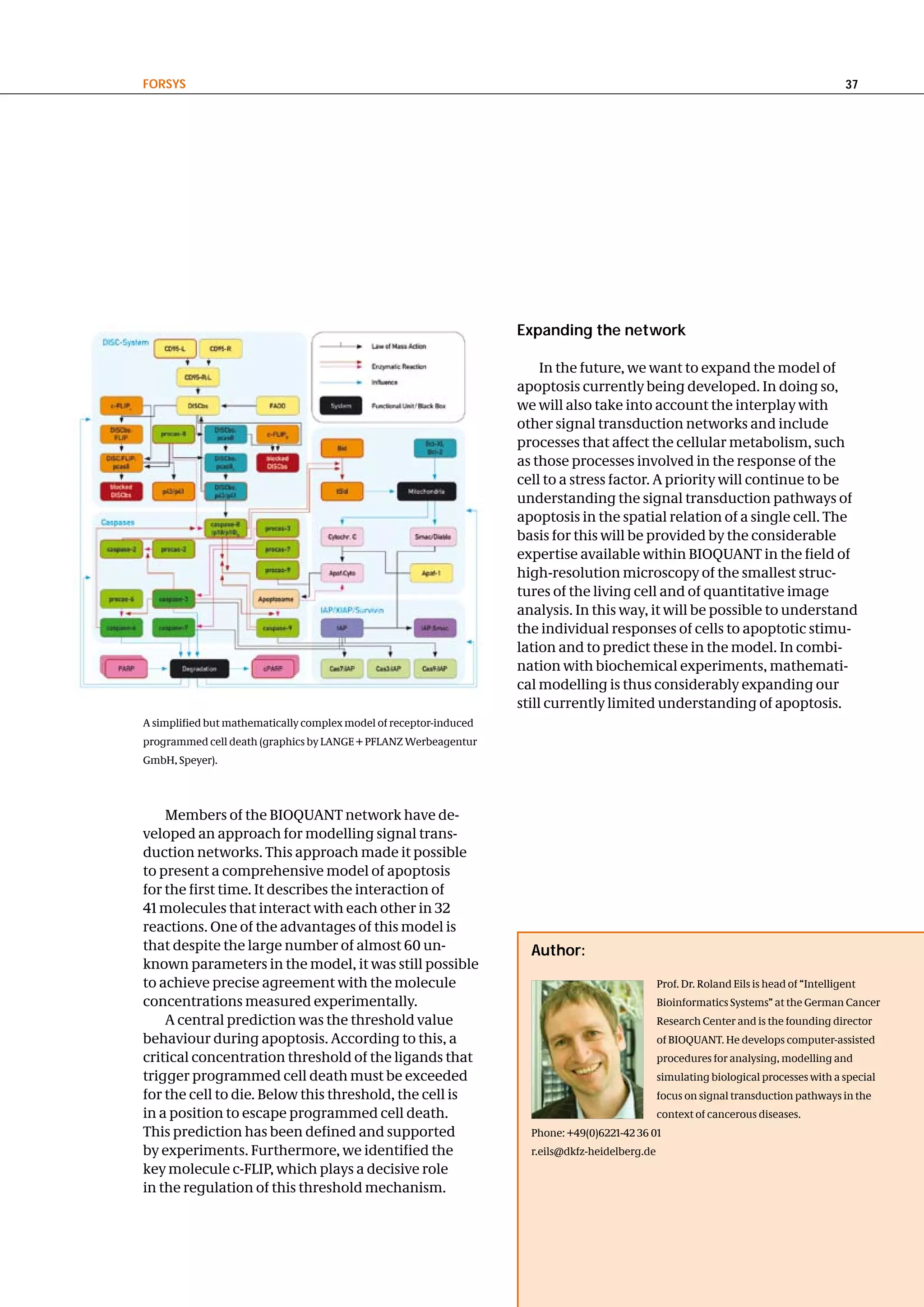FoRSyS                                                                                                                                      37




                                                                    expanding the network

                                                                         In the future, we want to expand the model of
                                                                    apoptosis currently being developed. In doing so,
                                                                    we will also take into account the interplay with
                                                                    other signal transduction networks and include
                                                                    processes that affect the cellular metabolism, such
                                                                    as those processes involved in the response of the
                                                                    cell to a stress factor. A priority will continue to be
                                                                    understanding the signal transduction pathways of
                                                                    apoptosis in the spatial relation of a single cell. The
                                                                    basis for this will be provided by the considerable
                                                                    expertise available within BIOQUANT in the field of
                                                                    high-resolution microscopy of the smallest struc-
                                                                    tures of the living cell and of quantitative image
                                                                    analysis. In this way, it will be possible to understand
                                                                    the individual responses of cells to apoptotic stimu-
                                                                    lation and to predict these in the model. In combi-
                                                                    nation with biochemical experiments, mathemati-
                                                                    cal modelling is thus considerably expanding our
                                                                    still currently limited understanding of apoptosis.
A simplified but mathematically complex model of receptor-induced
programmed cell death (graphics by LANGE + PFLANZ Werbeagentur
GmbH, Speyer).




    Members of the BIOQUANT network have de-
veloped an approach for modelling signal trans-
duction networks. This approach made it possible
to present a comprehensive model of apoptosis
for the first time. It describes the interaction of
41 molecules that interact with each other in 32
reactions. One of the advantages of this model is
that despite the large number of almost 60 un-                        author:
known parameters in the model, it was still possible
to achieve precise agreement with the molecule                                                    Prof. Dr. Roland Eils is head of “Intelligent
concentrations measured experimentally.                                                           Bioinformatics Systems” at the German Cancer
    A central prediction was the threshold value                                                  Research Center and is the founding director
behaviour during apoptosis. According to this, a                                                  of BIOQUANT. He develops computer-assisted
critical concentration threshold of the ligands that                                              procedures for analysing, modelling and
trigger programmed cell death must be exceeded                                                    simulating biological processes with a special
for the cell to die. Below this threshold, the cell is                                            focus on signal transduction pathways in the
in a position to escape programmed cell death.                                                    context of cancerous diseases.
This prediction has been defined and supported                        Phone: +49(0)6221-42 36 01
by experiments. Furthermore, we identified the                        r.eils@dkfz-heidelberg.de
key molecule c-FLIP, which plays a decisive role
in the regulation of this threshold mechanism.
 