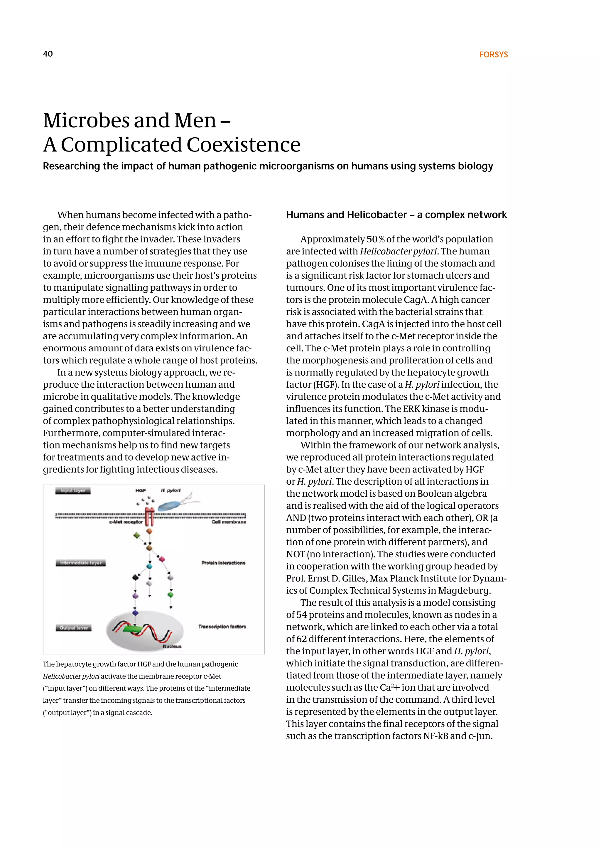 40                                                                                                                     FoRSyS




Microbes and Men –
A Complicated Coexistence
Researching the impact of human pathogenic microorganisms on humans using systems biology



    When humans become infected with a patho-                          humans and helicobacter – a complex network
gen, their defence mechanisms kick into action
in an effort to fight the invader. These invaders                           Approximately 50 % of the world’s population
in turn have a number of strategies that they use                      are infected with Helicobacter pylori. The human
to avoid or suppress the immune response. For                          pathogen colonises the lining of the stomach and
example, microorganisms use their host’s proteins                      is a significant risk factor for stomach ulcers and
to manipulate signalling pathways in order to                          tumours. One of its most important virulence fac-
multiply more efficiently. Our knowledge of these                      tors is the protein molecule CagA. A high cancer
particular interactions between human organ-                           risk is associated with the bacterial strains that
isms and pathogens is steadily increasing and we                       have this protein. CagA is injected into the host cell
are accumulating very complex information. An                          and attaches itself to the c-Met receptor inside the
enormous amount of data exists on virulence fac-                       cell. The c-Met protein plays a role in controlling
tors which regulate a whole range of host proteins.                    the morphogenesis and proliferation of cells and
    In a new systems biology approach, we re-                          is normally regulated by the hepatocyte growth
produce the interaction between human and                              factor (HGF). In the case of a H. pylori infection, the
microbe in qualitative models. The knowledge                           virulence protein modulates the c-Met activity and
gained contributes to a better understanding                           influences its function. The ERK kinase is modu-
of complex pathophysiological relationships.                           lated in this manner, which leads to a changed
Furthermore, computer-simulated interac-                               morphology and an increased migration of cells.
tion mechanisms help us to find new targets                                 Within the framework of our network analysis,
for treatments and to develop new active in-                           we reproduced all protein interactions regulated
gredients for fighting infectious diseases.                            by c-Met after they have been activated by HGF
                                                                       or H. pylori. The description of all interactions in
                                                                       the network model is based on Boolean algebra
                                                                       and is realised with the aid of the logical operators
                                                                       AND (two proteins interact with each other), OR (a
                                                                       number of possibilities, for example, the interac-
                                                                       tion of one protein with different partners), and
                                                                       NOT (no interaction). The studies were conducted
                                                                       in cooperation with the working group headed by
                                                                       Prof. Ernst D. Gilles, Max Planck Institute for Dynam-
                                                                       ics of Complex Technical Systems in Magdeburg.
                                                                            The result of this analysis is a model consisting
                                                                       of 54 proteins and molecules, known as nodes in a
                                                                       network, which are linked to each other via a total
                                                                       of 62 different interactions. Here, the elements of
                                                                       the input layer, in other words HGF and H. pylori,
The hepatocyte growth factor HGF and the human pathogenic              which initiate the signal transduction, are differen-
Helicobacter pylori activate the membrane receptor c-Met               tiated from those of the intermediate layer, namely
(“input layer”) on different ways. The proteins of the “intermediate   molecules such as the Ca2+ ion that are involved
layer” transfer the incoming signals to the transcriptional factors    in the transmission of the command. A third level
(“output layer”) in a signal cascade.                                  is represented by the elements in the output layer.
                                                                       This layer contains the final receptors of the signal
                                                                       such as the transcription factors NF-kB and c-Jun.
 