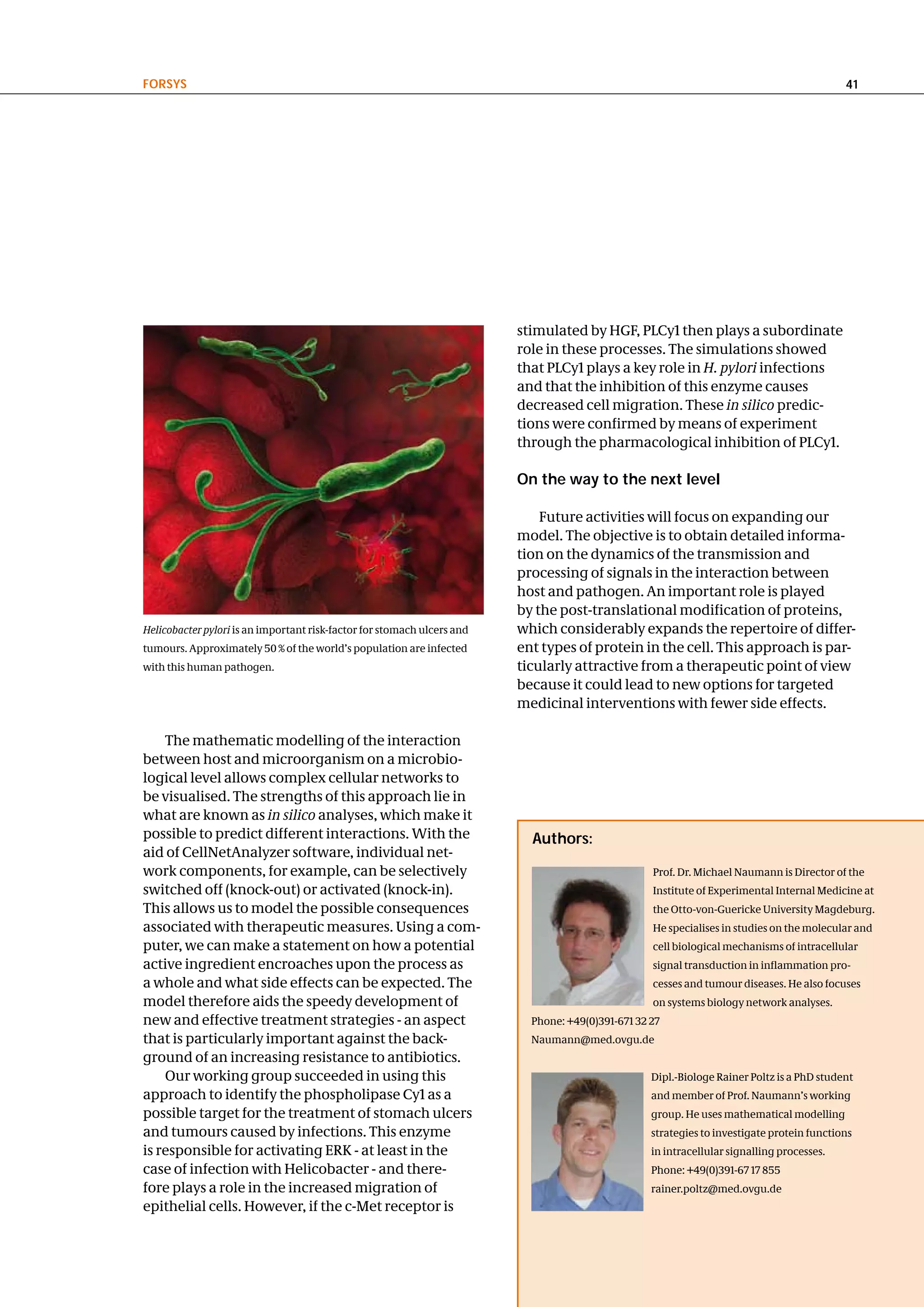 FoRSyS                                                                                                                                      41




                                                                         stimulated by HGF, PLCy1 then plays a subordinate
                                                                         role in these processes. The simulations showed
                                                                         that PLCy1 plays a key role in H. pylori infections
                                                                         and that the inhibition of this enzyme causes
                                                                         decreased cell migration. These in silico predic-
                                                                         tions were confirmed by means of experiment
                                                                         through the pharmacological inhibition of PLCy1.

                                                                         on the way to the next level

                                                                             Future activities will focus on expanding our
                                                                         model. The objective is to obtain detailed informa-
                                                                         tion on the dynamics of the transmission and
                                                                         processing of signals in the interaction between
                                                                         host and pathogen. An important role is played
                                                                         by the post-translational modification of proteins,
Helicobacter pylori is an important risk-factor for stomach ulcers and   which considerably expands the repertoire of differ-
tumours. Approximately 50 % of the world’s population are infected       ent types of protein in the cell. This approach is par-
with this human pathogen.                                                ticularly attractive from a therapeutic point of view
                                                                         because it could lead to new options for targeted
                                                                         medicinal interventions with fewer side effects.

    The mathematic modelling of the interaction
between host and microorganism on a microbio-
logical level allows complex cellular networks to
be visualised. The strengths of this approach lie in
what are known as in silico analyses, which make it
possible to predict different interactions. With the                       authors:
aid of CellNetAnalyzer software, individual net-
work components, for example, can be selectively                                                   Prof. Dr. Michael Naumann is Director of the
switched off (knock-out) or activated (knock-in).                                                  Institute of Experimental Internal Medicine at
This allows us to model the possible consequences                                                  the Otto-von-Guericke University Magdeburg.
associated with therapeutic measures. Using a com-                                                 He specialises in studies on the molecular and
puter, we can make a statement on how a potential                                                  cell biological mechanisms of intracellular
active ingredient encroaches upon the process as                                                   signal transduction in inflammation pro-
a whole and what side effects can be expected. The                                                 cesses and tumour diseases. He also focuses
model therefore aids the speedy development of                                                     on systems biology network analyses.
new and effective treatment strategies - an aspect                         Phone: +49(0)391-671 32 27
that is particularly important against the back-                           Naumann@med.ovgu.de
ground of an increasing resistance to antibiotics.
    Our working group succeeded in using this                                                      Dipl.-Biologe Rainer Poltz is a PhD student
approach to identify the phospholipase Cy1 as a                                                    and member of Prof. Naumann’s working
possible target for the treatment of stomach ulcers                                                group. He uses mathematical modelling
and tumours caused by infections. This enzyme                                                      strategies to investigate protein functions
is responsible for activating ERK - at least in the                                                in intracellular signalling processes.
case of infection with Helicobacter - and there-                                                   Phone: +49(0)391-67 17 855
fore plays a role in the increased migration of                                                    rainer.poltz@med.ovgu.de
epithelial cells. However, if the c-Met receptor is
 