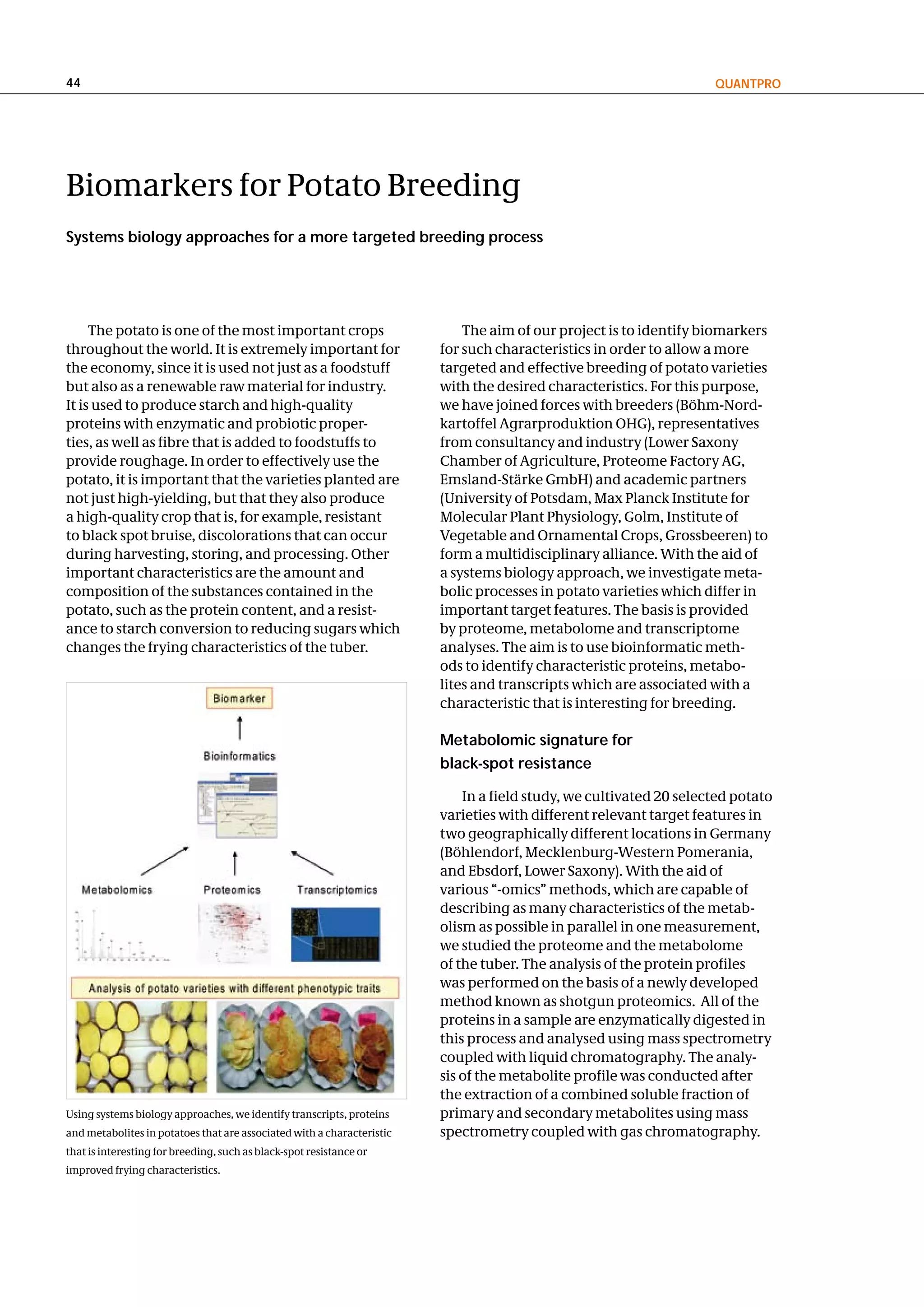 44                                                                                                                  QuantPRo




Biomarkers for Potato Breeding
Systems biology approaches for a more targeted breeding process




     The potato is one of the most important crops                          The aim of our project is to identify biomarkers
throughout the world. It is extremely important for                     for such characteristics in order to allow a more
the economy, since it is used not just as a foodstuff                   targeted and effective breeding of potato varieties
but also as a renewable raw material for industry.                      with the desired characteristics. For this purpose,
It is used to produce starch and high-quality                           we have joined forces with breeders (Böhm-Nord-
proteins with enzymatic and probiotic proper-                           kartoffel Agrarproduktion OHG), representatives
ties, as well as fibre that is added to foodstuffs to                   from consultancy and industry (Lower Saxony
provide roughage. In order to effectively use the                       Chamber of Agriculture, Proteome Factory AG,
potato, it is important that the varieties planted are                  Emsland-Stärke GmbH) and academic partners
not just high-yielding, but that they also produce                      (University of Potsdam, Max Planck Institute for
a high-quality crop that is, for example, resistant                     Molecular Plant Physiology, Golm, Institute of
to black spot bruise, discolorations that can occur                     Vegetable and Ornamental Crops, Grossbeeren) to
during harvesting, storing, and processing. Other                       form a multidisciplinary alliance. With the aid of
important characteristics are the amount and                            a systems biology approach, we investigate meta-
composition of the substances contained in the                          bolic processes in potato varieties which differ in
potato, such as the protein content, and a resist-                      important target features. The basis is provided
ance to starch conversion to reducing sugars which                      by proteome, metabolome and transcriptome
changes the frying characteristics of the tuber.                        analyses. The aim is to use bioinformatic meth-
                                                                        ods to identify characteristic proteins, metabo-
                                                                        lites and transcripts which are associated with a
                                                                        characteristic that is interesting for breeding.

                                                                        Metabolomic signature for
                                                                        black-spot resistance

                                                                            In a field study, we cultivated 20 selected potato
                                                                        varieties with different relevant target features in
                                                                        two geographically different locations in Germany
                                                                        (Böhlendorf, Mecklenburg-Western Pomerania,
                                                                        and Ebsdorf, Lower Saxony). With the aid of
                                                                        various “-omics” methods, which are capable of
                                                                        describing as many characteristics of the metab-
                                                                        olism as possible in parallel in one measurement,
                                                                        we studied the proteome and the metabolome
                                                                        of the tuber. The analysis of the protein profiles
                                                                        was performed on the basis of a newly developed
                                                                        method known as shotgun proteomics. All of the
                                                                        proteins in a sample are enzymatically digested in
                                                                        this process and analysed using mass spectrometry
                                                                        coupled with liquid chromatography. The analy-
                                                                        sis of the metabolite profile was conducted after
                                                                        the extraction of a combined soluble fraction of
Using systems biology approaches, we identify transcripts, proteins     primary and secondary metabolites using mass
and metabolites in potatoes that are associated with a characteristic   spectrometry coupled with gas chromatography.
that is interesting for breeding, such as black-spot resistance or
improved frying characteristics.
 