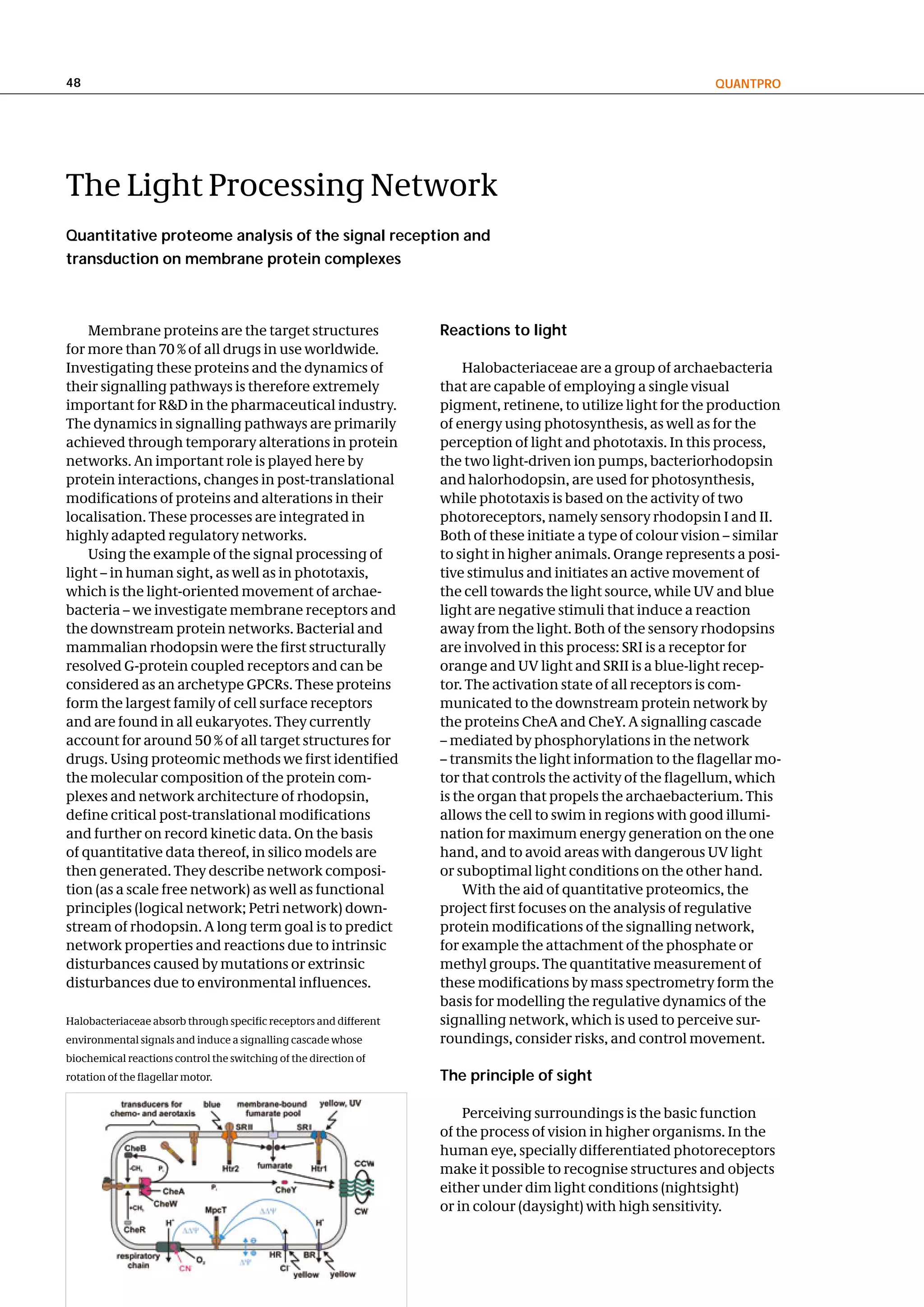 48                                                                                                              QuantPRo




The Light Processing Network
Quantitative proteome analysis of the signal reception and
transduction on membrane protein complexes



    Membrane proteins are the target structures                    Reactions to light
for more than 70 % of all drugs in use worldwide.
Investigating these proteins and the dynamics of                       Halobacteriaceae are a group of archaebacteria
their signalling pathways is therefore extremely                   that are capable of employing a single visual
important for R&D in the pharmaceutical industry.                  pigment, retinene, to utilize light for the production
The dynamics in signalling pathways are primarily                  of energy using photosynthesis, as well as for the
achieved through temporary alterations in protein                  perception of light and phototaxis. In this process,
networks. An important role is played here by                      the two light-driven ion pumps, bacteriorhodopsin
protein interactions, changes in post-translational                and halorhodopsin, are used for photosynthesis,
modifications of proteins and alterations in their                 while phototaxis is based on the activity of two
localisation. These processes are integrated in                    photoreceptors, namely sensory rhodopsin I and II.
highly adapted regulatory networks.                                Both of these initiate a type of colour vision – similar
    Using the example of the signal processing of                  to sight in higher animals. Orange represents a posi-
light – in human sight, as well as in phototaxis,                  tive stimulus and initiates an active movement of
which is the light-oriented movement of archae-                    the cell towards the light source, while UV and blue
bacteria – we investigate membrane receptors and                   light are negative stimuli that induce a reaction
the downstream protein networks. Bacterial and                     away from the light. Both of the sensory rhodopsins
mammalian rhodopsin were the first structurally                    are involved in this process: SRI is a receptor for
resolved G-protein coupled receptors and can be                    orange and UV light and SRII is a blue-light recep-
considered as an archetype GPCRs. These proteins                   tor. The activation state of all receptors is com-
form the largest family of cell surface receptors                  municated to the downstream protein network by
and are found in all eukaryotes. They currently                    the proteins CheA and CheY. A signalling cascade
account for around 50 % of all target structures for               – mediated by phosphorylations in the network
drugs. Using proteomic methods we first identified                 – transmits the light information to the flagellar mo-
the molecular composition of the protein com-                      tor that controls the activity of the flagellum, which
plexes and network architecture of rhodopsin,                      is the organ that propels the archaebacterium. This
define critical post-translational modifications                   allows the cell to swim in regions with good illumi-
and further on record kinetic data. On the basis                   nation for maximum energy generation on the one
of quantitative data thereof, in silico models are                 hand, and to avoid areas with dangerous UV light
then generated. They describe network composi-                     or suboptimal light conditions on the other hand.
tion (as a scale free network) as well as functional                   With the aid of quantitative proteomics, the
principles (logical network; Petri network) down-                  project first focuses on the analysis of regulative
stream of rhodopsin. A long term goal is to predict                protein modifications of the signalling network,
network properties and reactions due to intrinsic                  for example the attachment of the phosphate or
disturbances caused by mutations or extrinsic                      methyl groups. The quantitative measurement of
disturbances due to environmental influences.                      these modifications by mass spectrometry form the
                                                                   basis for modelling the regulative dynamics of the
Halobacteriaceae absorb through specific receptors and different   signalling network, which is used to perceive sur-
environmental signals and induce a signalling cascade whose        roundings, consider risks, and control movement.
biochemical reactions control the switching of the direction of
rotation of the flagellar motor.                                   the principle of sight

                                                                       Perceiving surroundings is the basic function
                                                                   of the process of vision in higher organisms. In the
                                                                   human eye, specially differentiated photoreceptors
                                                                   make it possible to recognise structures and objects
                                                                   either under dim light conditions (nightsight)
                                                                   or in colour (daysight) with high sensitivity.
 