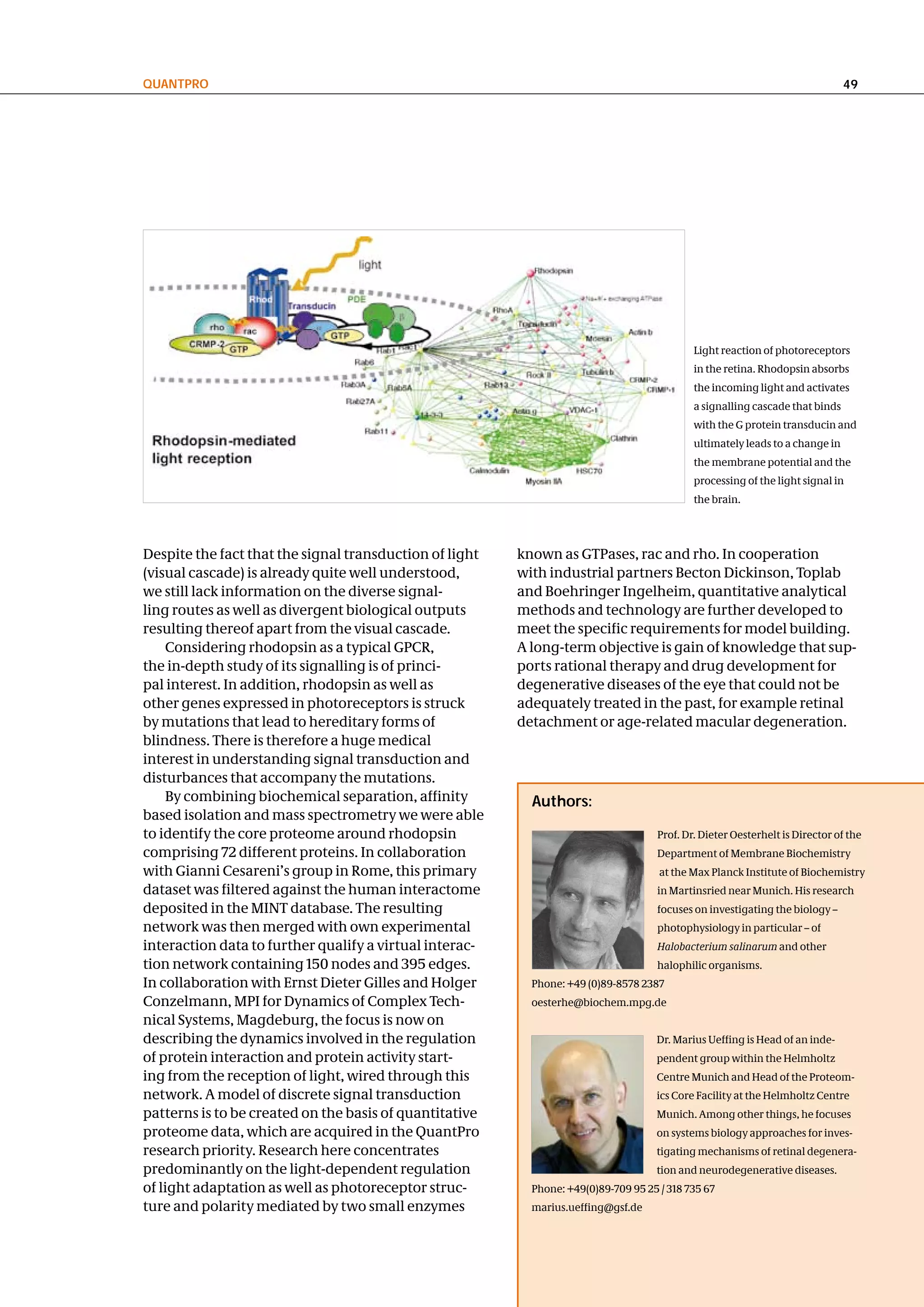 QuantPRo                                                                                                                       49




                                                                                             Light reaction of photoreceptors
                                                                                             in the retina. Rhodopsin absorbs
                                                                                             the incoming light and activates
                                                                                             a signalling cascade that binds
                                                                                             with the G protein transducin and
                                                                                             ultimately leads to a change in
                                                                                             the membrane potential and the
                                                                                             processing of the light signal in
                                                                                             the brain.




Despite the fact that the signal transduction of light   known as GTPases, rac and rho. In cooperation
(visual cascade) is already quite well understood,       with industrial partners Becton Dickinson, Toplab
we still lack information on the diverse signal-         and Boehringer Ingelheim, quantitative analytical
ling routes as well as divergent biological outputs      methods and technology are further developed to
resulting thereof apart from the visual cascade.         meet the specific requirements for model building.
    Considering rhodopsin as a typical GPCR,             A long-term objective is gain of knowledge that sup-
the in-depth study of its signalling is of princi-       ports rational therapy and drug development for
pal interest. In addition, rhodopsin as well as          degenerative diseases of the eye that could not be
other genes expressed in photoreceptors is struck        adequately treated in the past, for example retinal
by mutations that lead to hereditary forms of            detachment or age-related macular degeneration.
blindness. There is therefore a huge medical
interest in understanding signal transduction and
disturbances that accompany the mutations.
    By combining biochemical separation, affinity          authors:
based isolation and mass spectrometry we were able
to identify the core proteome around rhodopsin                                       Prof. Dr. Dieter Oesterhelt is Director of the
comprising 72 different proteins. In collaboration                                   Department of Membrane Biochemistry
with Gianni Cesareni’s group in Rome, this primary                                   at the Max Planck Institute of Biochemistry
dataset was filtered against the human interactome                                   in Martinsried near Munich. His research
deposited in the MINT database. The resulting                                        focuses on investigating the biology –
network was then merged with own experimental                                        photophysiology in particular – of
interaction data to further qualify a virtual interac-                               Halobacterium salinarum and other
tion network containing 150 nodes and 395 edges.                                     halophilic organisms.
In collaboration with Ernst Dieter Gilles and Holger       Phone: +49 (0)89-8578 2387
Conzelmann, MPI for Dynamics of Complex Tech-              oesterhe@biochem.mpg.de
nical Systems, Magdeburg, the focus is now on
describing the dynamics involved in the regulation                                  Dr. Marius Ueffing is Head of an inde-
of protein interaction and protein activity start-                                  pendent group within the Helmholtz
ing from the reception of light, wired through this                                 Centre Munich and Head of the Proteom-
network. A model of discrete signal transduction                                    ics Core Facility at the Helmholtz Centre
patterns is to be created on the basis of quantitative                              Munich. Among other things, he focuses
proteome data, which are acquired in the QuantPro                                   on systems biology approaches for inves-
research priority. Research here concentrates                                       tigating mechanisms of retinal degenera-
predominantly on the light-dependent regulation                                     tion and neurodegenerative diseases.
of light adaptation as well as photoreceptor struc-        Phone: +49(0)89-709 95 25 / 318 735 67
ture and polarity mediated by two small enzymes            marius.ueffing@gsf.de
 