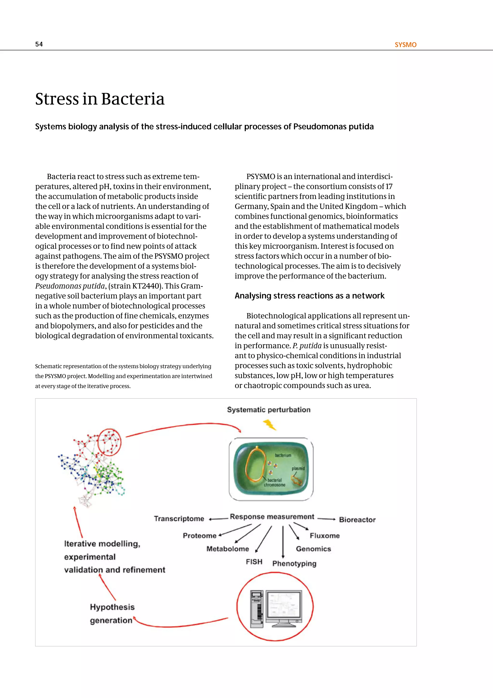 54                                                                                                                   SySMo




Stress in Bacteria
Systems biology analysis of the stress-induced cellular processes of Pseudomonas putida




    Bacteria react to stress such as extreme tem-                         PSYSMO is an international and interdisci-
peratures, altered pH, toxins in their environment,                   plinary project – the consortium consists of 17
the accumulation of metabolic products inside                         scientific partners from leading institutions in
the cell or a lack of nutrients. An understanding of                  Germany, Spain and the United Kingdom – which
the way in which microorganisms adapt to vari-                        combines functional genomics, bioinformatics
able environmental conditions is essential for the                    and the establishment of mathematical models
development and improvement of biotechnol-                            in order to develop a systems understanding of
ogical processes or to find new points of attack                      this key microorganism. Interest is focused on
against pathogens. The aim of the PSYSMO project                      stress factors which occur in a number of bio-
is therefore the development of a systems biol-                       technological processes. The aim is to decisively
ogy strategy for analysing the stress reaction of                     improve the performance of the bacterium.
Pseudomonas putida, (strain KT2440). This Gram-
negative soil bacterium plays an important part                       analysing stress reactions as a network
in a whole number of biotechnological processes
such as the production of fine chemicals, enzymes                         Biotechnological applications all represent un-
and biopolymers, and also for pesticides and the                      natural and sometimes critical stress situations for
biological degradation of environmental toxicants.                    the cell and may result in a significant reduction
                                                                      in performance. P. putida is unusually resist-
                                                                      ant to physico-chemical conditions in industrial
Schematic representation of the systems biology strategy underlying   processes such as toxic solvents, hydrophobic
the PSYSMO project. Modelling and experimentation are intertwined     substances, low pH, low or high temperatures
at every stage of the iterative process.                              or chaotropic compounds such as urea.
 
