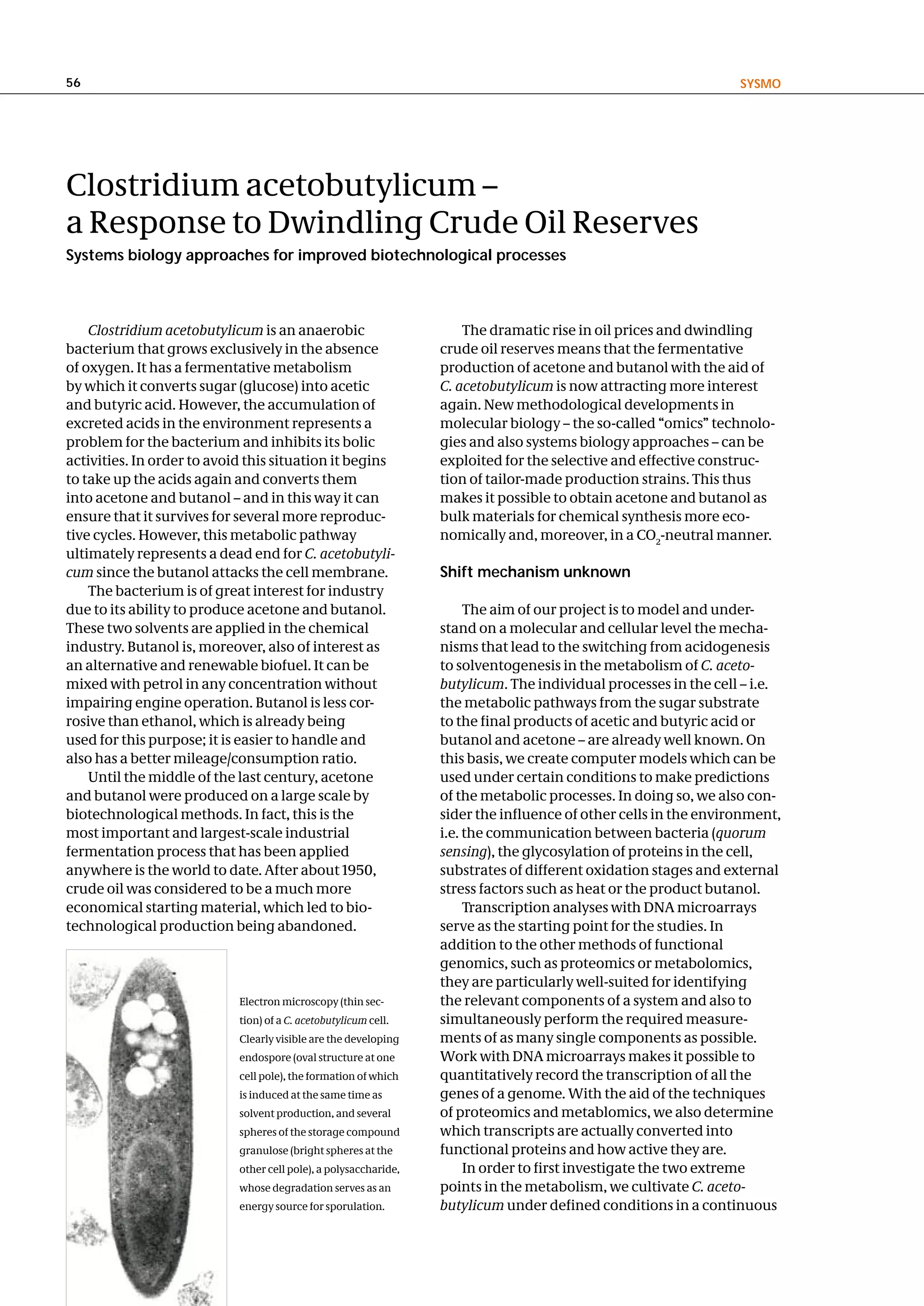 56                                                                                                               SySMo




Clostridium acetobutylicum –
a Response to Dwindling Crude Oil Reserves
Systems biology approaches for improved biotechnological processes



    Clostridium acetobutylicum is an anaerobic                        The dramatic rise in oil prices and dwindling
bacterium that grows exclusively in the absence                   crude oil reserves means that the fermentative
of oxygen. It has a fermentative metabolism                       production of acetone and butanol with the aid of
by which it converts sugar (glucose) into acetic                  C. acetobutylicum is now attracting more interest
and butyric acid. However, the accumulation of                    again. New methodological developments in
excreted acids in the environment represents a                    molecular biology – the so-called “omics” technolo-
problem for the bacterium and inhibits its bolic                  gies and also systems biology approaches – can be
activities. In order to avoid this situation it begins            exploited for the selective and effective construc-
to take up the acids again and converts them                      tion of tailor-made production strains. This thus
into acetone and butanol – and in this way it can                 makes it possible to obtain acetone and butanol as
ensure that it survives for several more reproduc-                bulk materials for chemical synthesis more eco-
tive cycles. However, this metabolic pathway                      nomically and, moreover, in a CO2-neutral manner.
ultimately represents a dead end for C. acetobutyli-
cum since the butanol attacks the cell membrane.                  Shift mechanism unknown
    The bacterium is of great interest for industry
due to its ability to produce acetone and butanol.                     The aim of our project is to model and under-
These two solvents are applied in the chemical                    stand on a molecular and cellular level the mecha-
industry. Butanol is, moreover, also of interest as               nisms that lead to the switching from acidogenesis
an alternative and renewable biofuel. It can be                   to solventogenesis in the metabolism of C. aceto-
mixed with petrol in any concentration without                    butylicum. The individual processes in the cell – i.e.
impairing engine operation. Butanol is less cor-                  the metabolic pathways from the sugar substrate
rosive than ethanol, which is already being                       to the final products of acetic and butyric acid or
used for this purpose; it is easier to handle and                 butanol and acetone – are already well known. On
also has a better mileage/consumption ratio.                      this basis, we create computer models which can be
    Until the middle of the last century, acetone                 used under certain conditions to make predictions
and butanol were produced on a large scale by                     of the metabolic processes. In doing so, we also con-
biotechnological methods. In fact, this is the                    sider the influence of other cells in the environment,
most important and largest-scale industrial                       i.e. the communication between bacteria (quorum
fermentation process that has been applied                        sensing), the glycosylation of proteins in the cell,
anywhere is the world to date. After about 1950,                  substrates of different oxidation stages and external
crude oil was considered to be a much more                        stress factors such as heat or the product butanol.
economical starting material, which led to bio-                        Transcription analyses with DNA microarrays
technological production being abandoned.                         serve as the starting point for the studies. In
                                                                  addition to the other methods of functional
                                                                  genomics, such as proteomics or metabolomics,
                                                                  they are particularly well-suited for identifying
                            Electron microscopy (thin sec-        the relevant components of a system and also to
                            tion) of a C. acetobutylicum cell.    simultaneously perform the required measure-
                            Clearly visible are the developing    ments of as many single components as possible.
                            endospore (oval structure at one      Work with DNA microarrays makes it possible to
                            cell pole), the formation of which    quantitatively record the transcription of all the
                            is induced at the same time as        genes of a genome. With the aid of the techniques
                            solvent production, and several       of proteomics and metablomics, we also determine
                            spheres of the storage compound       which transcripts are actually converted into
                            granulose (bright spheres at the      functional proteins and how active they are.
                            other cell pole), a polysaccharide,        In order to first investigate the two extreme
                            whose degradation serves as an        points in the metabolism, we cultivate C. aceto-
                            energy source for sporulation.        butylicum under defined conditions in a continuous
 