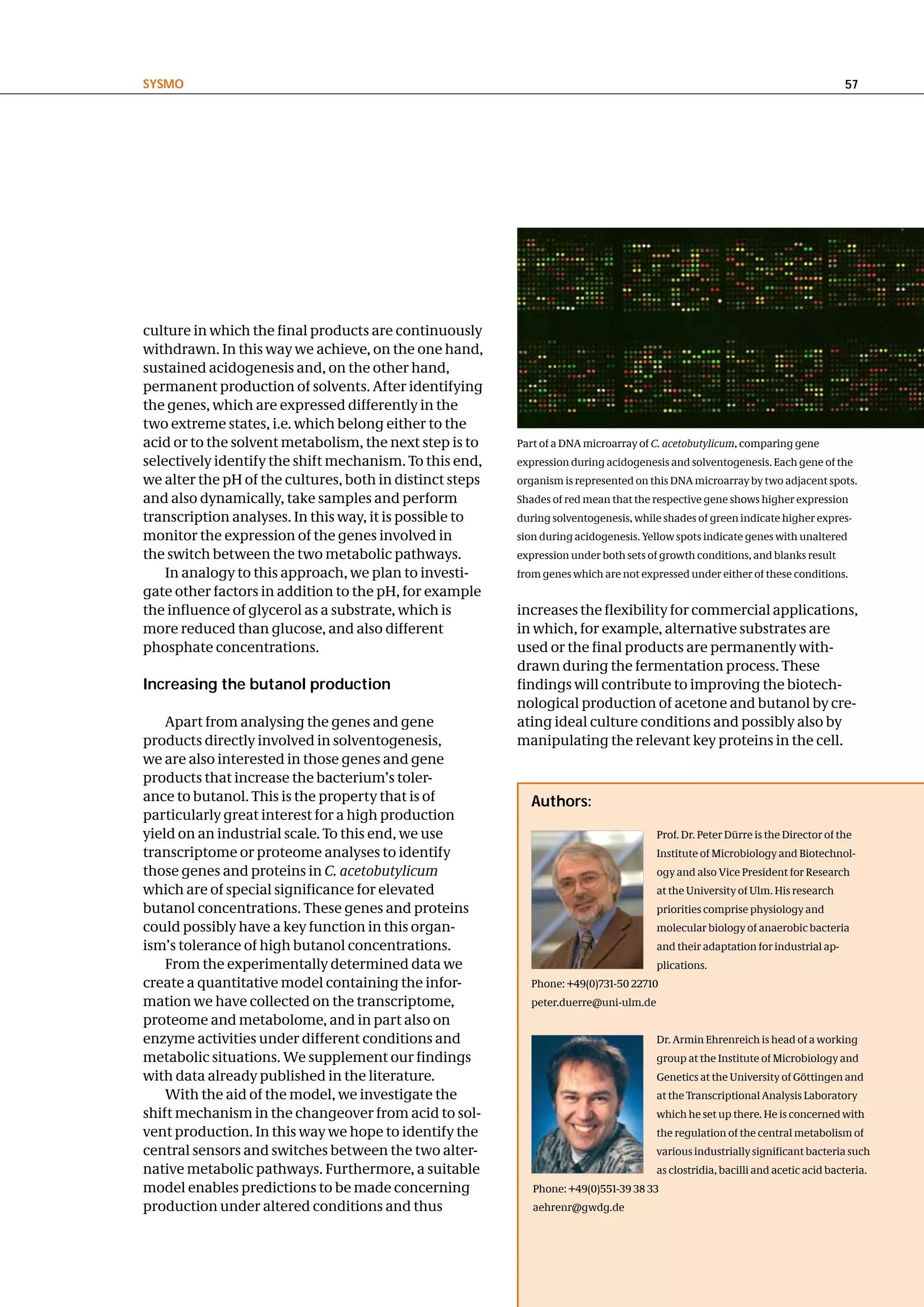 SySMo                                                                                                                           57




culture in which the final products are continuously
withdrawn. In this way we achieve, on the one hand,
sustained acidogenesis and, on the other hand,
permanent production of solvents. After identifying
the genes, which are expressed differently in the
two extreme states, i.e. which belong either to the
acid or to the solvent metabolism, the next step is to    Part of a DNA microarray of C. acetobutylicum, comparing gene
selectively identify the shift mechanism. To this end,    expression during acidogenesis and solventogenesis. Each gene of the
we alter the pH of the cultures, both in distinct steps   organism is represented on this DNA microarray by two adjacent spots.
and also dynamically, take samples and perform            Shades of red mean that the respective gene shows higher expression
transcription analyses. In this way, it is possible to    during solventogenesis, while shades of green indicate higher expres-
monitor the expression of the genes involved in           sion during acidogenesis. Yellow spots indicate genes with unaltered
the switch between the two metabolic pathways.            expression under both sets of growth conditions, and blanks result
    In analogy to this approach, we plan to investi-      from genes which are not expressed under either of these conditions.
gate other factors in addition to the pH, for example
the influence of glycerol as a substrate, which is        increases the flexibility for commercial applications,
more reduced than glucose, and also different             in which, for example, alternative substrates are
phosphate concentrations.                                 used or the final products are permanently with-
                                                          drawn during the fermentation process. These
Increasing the butanol production                         findings will contribute to improving the biotech-
                                                          nological production of acetone and butanol by cre-
    Apart from analysing the genes and gene               ating ideal culture conditions and possibly also by
products directly involved in solventogenesis,            manipulating the relevant key proteins in the cell.
we are also interested in those genes and gene
products that increase the bacterium’s toler-
ance to butanol. This is the property that is of            authors:
particularly great interest for a high production
yield on an industrial scale. To this end, we use                                     Prof. Dr. Peter Dürre is the Director of the
transcriptome or proteome analyses to identify                                        Institute of Microbiology and Biotechnol-
those genes and proteins in C. acetobutylicum                                         ogy and also Vice President for Research
which are of special significance for elevated                                        at the University of Ulm. His research
butanol concentrations. These genes and proteins                                      priorities comprise physiology and
could possibly have a key function in this organ-                                     molecular biology of anaerobic bacteria
ism’s tolerance of high butanol concentrations.                                       and their adaptation for industrial ap-
    From the experimentally determined data we                                        plications.
create a quantitative model containing the infor-           Phone: +49(0)731-50 22710
mation we have collected on the transcriptome,              peter.duerre@uni-ulm.de
proteome and metabolome, and in part also on
enzyme activities under different conditions and                                      Dr. Armin Ehrenreich is head of a working
metabolic situations. We supplement our findings                                      group at the Institute of Microbiology and
with data already published in the literature.                                        Genetics at the University of Göttingen and
    With the aid of the model, we investigate the                                     at the Transcriptional Analysis Laboratory
shift mechanism in the changeover from acid to sol-                                   which he set up there. He is concerned with
vent production. In this way we hope to identify the                                  the regulation of the central metabolism of
central sensors and switches between the two alter-                                   various industrially significant bacteria such
native metabolic pathways. Furthermore, a suitable                                    as clostridia, bacilli and acetic acid bacteria.
model enables predictions to be made concerning              Phone: +49(0)551-39 38 33
production under altered conditions and thus                 aehrenr@gwdg.de
 