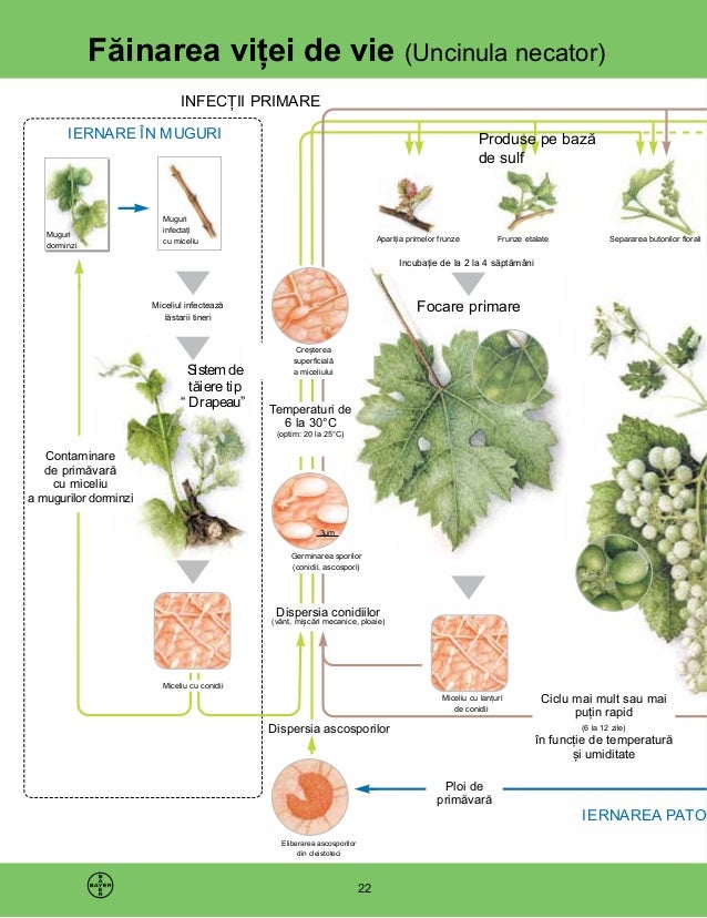 Brosura Horticulturan Pomi Vie Legume Tratamente Tare 2014