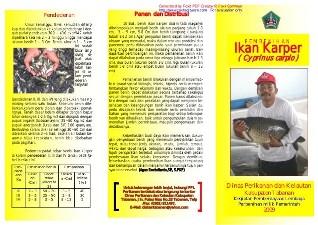 Pembenihan Ikan Mas Cyprinus Carpio