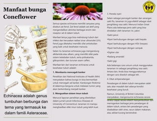 PLACE
STAMP
HERE
Manfaat bunga
Coneflower
Echinacea adalah genus
tumbuhan berbunga dan
terna yang termasuk ke
dalam famili Asteraceae.
Semua spesies echinacea memiliki senyawa yang
disebut zat fenol. Zat fenol adalah zat aktif yang
mengendalikan aktivitas berbagai enzim dan
reseptor sel di dalam tubuh.
Manfaat lainya juga bisa melindungi tubuh dari
infeksi dan kerusakan radiasi sinar ultraviolet (UV).
Fenol juga diketahui memiliki sifat antioksidan
yang baik untuk kesehatan manusia.
Selain itu tanaman echinacea juga mengandung
alkilamida atau alkam, yang memiliki efek pada
sistem kekebalan tubuh, serta polisakarida,
glikoprotein, dan turunan asam caffeic.
Manfaat lain dari tanaman echinacea untuk
kesehatan tubuh adalah:
1. Membantu mencegah kanker
Penelitian dari National Institutes of Health (NIH)
menyatakan bahwa bunga ini bisa bermanfaat
untuk mencegah sel kanker. Kandungan fitokimia
di dalamnya berguna untuk melawan tumor yang
akan berkembang menjadi kanker.
2. Menguatkan sistem imun tubuh
Menurut laporan penelitian yang diterbitkan
dalam jurnal Lancet Infectious Diseases di
University of Connecticut, tanaman ini mampu
menghasilkan efek imun tubuh yang lebih kuat.
3. Pereda nyeri
Selain sebagai pencegah kanker dan serangan
sakit flu, tanaman ini juga efektif sebagai obat
penghilang rasa sakit. Menurut Indian Great
Plains ada beberapa jenis sakit yang bisa
diredakan oleh tanaman ini, yakni:
•Sakit perut
•Nyeri berhubungan dengan sakit kepala
•Nyeri berhubungan dengan HSV (herpes)
•Nyeri berhubungan dengan campak
•Gigitan ular
•Radang amandel
•Sakit gigi
Ada beberapa cara umum untuk menggunakan
tanaman ini sebagai penghilang rasa sakit.
Antara lain, Anda bisa menggunakannya
dengan cara diseduh sebagai teh.
4. Obat antiperadangan
Peradangan di dalam tubuh merupakan salah
satu akar masalah dari adanya kondisi
kesehatan yang buruk.
Namun, University of British Columbia
menyatakan, mengonsumsi echinacea secara
teratur dapat secara efektif menyembuhkan dan
meringankan berbagai jenis peradangan di
dalam tubuh, antara lain peradangan yang
disebabkan oleh stres, racun dalam makanan,
atau akibat kurang beristirahat.
 