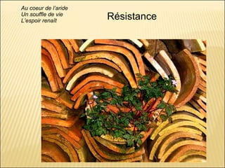 Brote Hospitalario de Infecciones Multirresistentes