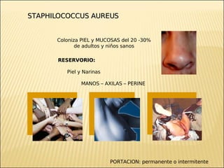 Brote Hospitalario de Infecciones Multirresistentes