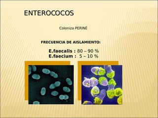 Brote Hospitalario de Infecciones Multirresistentes