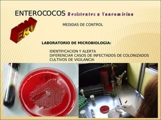 Brote Hospitalario de Infecciones Multirresistentes
