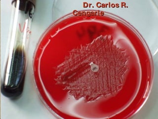 Brote Hospitalario de Infecciones Multirresistentes