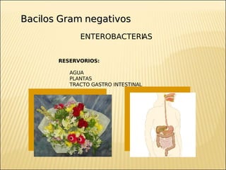 Dr. Carlos R.
                    Cengarle
    Bacilos Gram negativos
ENTEROBACTERIAS RESISTENTES A CEFALOSPORINAS DE 3RA ...
