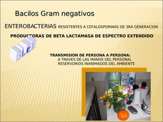 Bacilos Gram negativos
NO FERMENTADORES Y MULTIRRESISTENTES
                      ACINETOBACTER SPP
                      ...