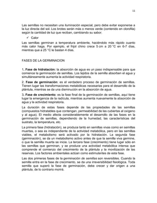 11




Las semillas no necesitan una iluminación especial, pero debe evitar exponerse a
la luz directa del sol. Los brotes serán más o menos verde (contenido en clorofila)
según la cantidad de luz que reciban, cambiando su sabor.
    Calor
Las semillas germinan a temperatura ambiente, haciéndolo más rápido cuanto
más calor haga. Por ejemplo, el frijol chino crece 5 cm a 20 °C en 6-7 días,
mientras que a 25 °C le bastan 4 días.


FASES DE LA GERMINACION

1. Fase de hidratación: la absorción de agua es un paso indispensable para que
comience la germinación de semillas. Los tejidos de la semilla absorben el agua y
simultáneamente aumenta la actividad respiratoria.
2. Fase de germinación: es el verdadero proceso de germinación de semillas.
Tienen lugar las transformaciones metabólicas necesarias para el desarrollo de la
plántula, mientras se da una disminución en la absorción de agua.
3. Fase de crecimiento: es la fase final de la germinación de semillas, aquí tiene
lugar la emergencia de la radícula, mientras aumenta nuevamente la absorción de
agua y la actividad respiratoria.
La duración de estas fases depende de las propiedades de las semillas
(compuestos hidratables que contengan, permeabilidad de las cubiertas al oxígeno
y al agua). El medio afecta considerablemente el desarrollo de las fases en la
germinación de semillas, dependiendo de la humedad, las características del
sustrato, la temperatura, etc.
La primera fase (hidratación), se produce tanto en semillas vivas como en semillas
muertas, o sea es independiente de la actividad metabólica, pero en las semillas
viables, el metabolismo será activado por la hidratación. La segunda fase
(germinación), se da un metabolismo activo antes de que la semilla viva germine,
o que la semilla muerta se inicie. La tercera fase (crecimiento) tiene lugar sólo en
las semillas que germinan, y se produce una actividad metabólica intensa que
comprende el comienzo del crecimiento de la plántula y la movilización de las
reservas. Los factores ambientales actúan como estimulantes de esta fase.
Las dos primeras fases de la germinación de semillas son reversibles. Cuando la
semilla entra en la fase de crecimiento, se da una irreversibilidad fisiológica. Toda
semilla que superó la fase de germinación, debe crecer y dar origen a una
plántula, de lo contrario morirá.
 