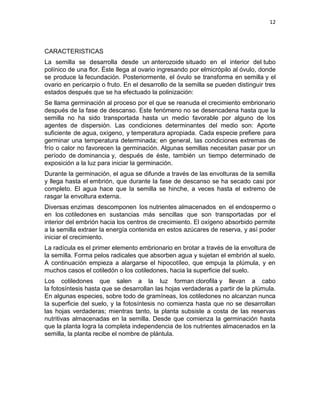 12




CARACTERISTICAS
La semilla se desarrolla desde un anterozoide situado en el interior del tubo
polínico de una flor. Éste llega al ovario ingresando por elmicrópilo al óvulo, donde
se produce la fecundación. Posteriormente, el óvulo se transforma en semilla y el
ovario en pericarpio o fruto. En el desarrollo de la semilla se pueden distinguir tres
estados después que se ha efectuado la polinización:
Se llama germinación al proceso por el que se reanuda el crecimiento embrionario
después de la fase de descanso. Este fenómeno no se desencadena hasta que la
semilla no ha sido transportada hasta un medio favorable por alguno de los
agentes de dispersión. Las condiciones determinantes del medio son: Aporte
suficiente de agua, oxígeno, y temperatura apropiada. Cada especie prefiere para
germinar una temperatura determinada; en general, las condiciones extremas de
frío o calor no favorecen la germinación. Algunas semillas necesitan pasar por un
período de dominancia y, después de éste, también un tiempo determinado de
exposición a la luz para iniciar la germinación.
Durante la germinación, el agua se difunde a través de las envolturas de la semilla
y llega hasta el embrión, que durante la fase de descanso se ha secado casi por
completo. El agua hace que la semilla se hinche, a veces hasta el extremo de
rasgar la envoltura externa.
Diversas enzimas descomponen los nutrientes almacenados en el endospermo o
en los cotiledones en sustancias más sencillas que son transportadas por el
interior del embrión hacia los centros de crecimiento. El oxígeno absorbido permite
a la semilla extraer la energía contenida en estos azúcares de reserva, y así poder
iniciar el crecimiento.
La radícula es el primer elemento embrionario en brotar a través de la envoltura de
la semilla. Forma pelos radicales que absorben agua y sujetan el embrión al suelo.
A continuación empieza a alargarse el hipocotíleo, que empuja la plúmula, y en
muchos casos el cotiledón o los cotiledones, hacia la superficie del suelo.
Los cotiledones que salen a la luz forman clorofila y llevan a cabo
la fotosíntesis hasta que se desarrollan las hojas verdaderas a partir de la plúmula.
En algunas especies, sobre todo de gramíneas, los cotiledones no alcanzan nunca
la superficie del suelo, y la fotosíntesis no comienza hasta que no se desarrollan
las hojas verdaderas; mientras tanto, la planta subsiste a costa de las reservas
nutritivas almacenadas en la semilla. Desde que comienza la germinación hasta
que la planta logra la completa independencia de los nutrientes almacenados en la
semilla, la planta recibe el nombre de plántula.
 
