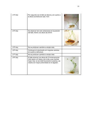 21




(13º día)   Por segunda vez el tallo se desvía y en cuanto a
            la altura aumenta tan solo 1mm




(14º día)   Se observan tan solo variaciones en la posición
            del tallo, tienen una altura de 24mm




(15º día)   No se producen cambios a simple vista
(16º día)   Continúan el crecimiento sin mayores cambios
            en cuanto a estructura
(17º día)   No se producen cambios a simple vista
(18º día)   El tallo alcanza una altura de 31mmerupcionan
            más raquis a lo largo y por ende unas cuantas
            hojas más; la raíz está levantando la planta y se
            inserta con mayor profundidad en el algodón.
 