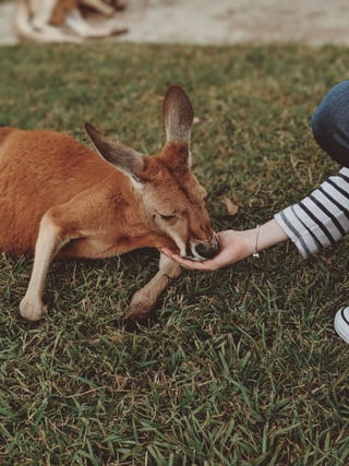 Kangaroo lying on a brown grass