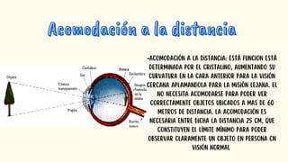 •Acomodación a la distancia: está funcion está
determinada por el cristalino, aumentando su
curvatura en la cara anterior para la visión
cercana aplamandola para la misión lejana. El
no necesita acomodarse para poder ver
correctamente objetos ubicados a mas de 60
metros de distancia. La Acomodación es
necesaria entre dicha la distancia 25 cm, que
constituyen el límite mínimo para poder
observar claramente un objeto en persona cn
visión normal
Acomodación a la distancia
Acomodación a la distancia
 