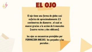 EL OJO
El ojo tiene una forma de globo casi
esferico de aproximadamente 2.5
centimetros de diametro , el cual se
mueve gracias a la accion de 6 musculos
(cuatro rectos y dos oblicuos).
los ojos se encuentran protejidos por
FORMACION ANEXAS los parpados y las
pestañas .
 