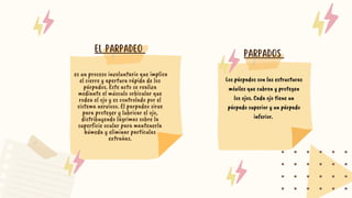 EL PARPADEO
es un proceso involuntario que implica
el cierre y apertura rápida de los
párpados. Este acto se realiza
mediante el músculo orbicular que
rodea el ojo y es controlado por el
sistema nervioso. El parpadeo sirve
para proteger y lubricar el ojo,
distribuyendo lágrimas sobre la
superficie ocular para mantenerla
húmeda y eliminar partículas
extrañas.
PARPADOS
Los párpados son las estructuras
móviles que cubren y protegen
los ojos. Cada ojo tiene un
párpado superior y un párpado
inferior.
 