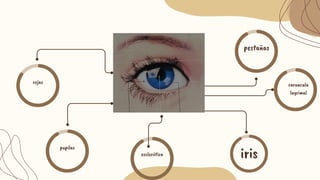 cejas
pupilas
pestañas
iris
esclerótica
lagrimal
caruncula
 