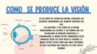 como
como se produce la visión
se produce la visión
La luz antes de llegar ala rutina, atraviesa los
distintos componentes del aparato dioptrico del
ojo.
Los bastones y los conos de la retina
transforman los colores y las formas que ves
en millones de mensajes nerviosos. A
continuación, el nervio óptico transporta estos
mensajes desde los ojos hasta el cerebro. El
nervio óptico actúa como una línea telefónica
de alta velocidad que conecta los ojos con el
cerebro.
 
