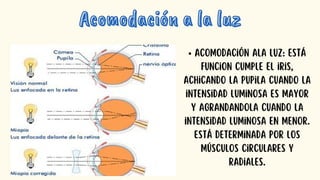 Acomodación a la luz
Acomodación a la luz
• Acomodación ala luz: está
funcion cumple el iris,
achicando la pupila cuando la
intensidad luminosa es mayor
y agrandandola cuando la
intensidad luminosa en menor.
Está determinada por los
músculos circulares y
radiales.
 