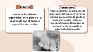 Cigoma Hamulus
Hueso malar o hueso
cigomático) es el pómulo , y
se articula con el proceso
cigomático del maxilar.
Proceso hamular: es una pequeña
proyección del hueso en forma de
gancho que se extiende desde la
placa pterigoidea media del
hueso esfenoides. El hamulus se
encuentra por detrás de la
tuberosidad del maxilar
 