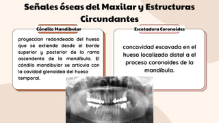 Señales óseas del Maxilar y Estructuras
Circundantes
Cóndilo Mandibular Escotadura Coronoides
proyeccion redondeada del hueso
que se extiende desde el borde
superior y posterior de la rama
ascendente de la mandíbula. El
cóndilo mandibular se articula con
la cavidad glenoidea del hueso
temporal.
concavidad escavada en el
hueso localizado distal a el
proceso coronoides de la
mandíbula.
 