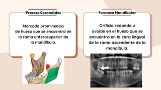 Proceso Coronoides Foramen Mandibular
Marcada prominencia
de hueso que se encuentra en
la rama anterosuperior de
la mandíbula.
Orificio redondo u
ovoide en el hueso que se
encuentra en la cara lingual
de la rama ascendente de la
mandíbula.
 