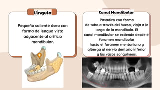Língula Canal Mandibular
Pequeño saliente óseo con
forma de lengua visto
adyacente al orificio
mandibular.
Pasadizo con forma
de tubo a través del hueso, viaja a lo
largo de la mandíbula. El
canal mandibular se extiende desde el
foramen mandibular
hasta el foramen mentoniano y
alberga al nervio dentario inferior
y los vasos sanguíneos.
 