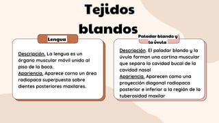 Tejidos
blandos
Lengua
Paladar blando y
la úvula
Descripción. La lengua es un
órgano muscular móvil unido al
piso de la boca.
Apariencia. Aparece corno un área
radiopaca superpuesta sobre
dientes posteriores maxilares.
Descripción. El paladar blando y la
úvula forman una cortina muscular
que separa la cavidad bucal de la
cavidad nasal
Apariencia. Aparecen como una
proyección diagonal radiopaca
posterior e inferior a la región de la
tuberosidad maxilar
 