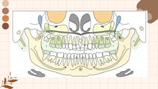 anatomia normal, imagenes panoramicas