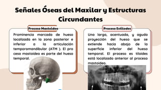 Señales Óseas del Maxilar y Estructuras
Circundantes
Proceso Mastoideo Proceso Estilodes
Prominencia marcada de hueso
localizada en la zona posterior e
inferior a la articulación
temporomandibular {ATM ). El pro
ceso mastoideo es parte del hueso
temporal.
Una larga, acentuada, y aguda
proyección del hueso que se
extiende hacia abajo de la
superficie inferior del hueso
temporal. El proceso es tiloides
está localizado anterior al proceso
mastoideo.
 